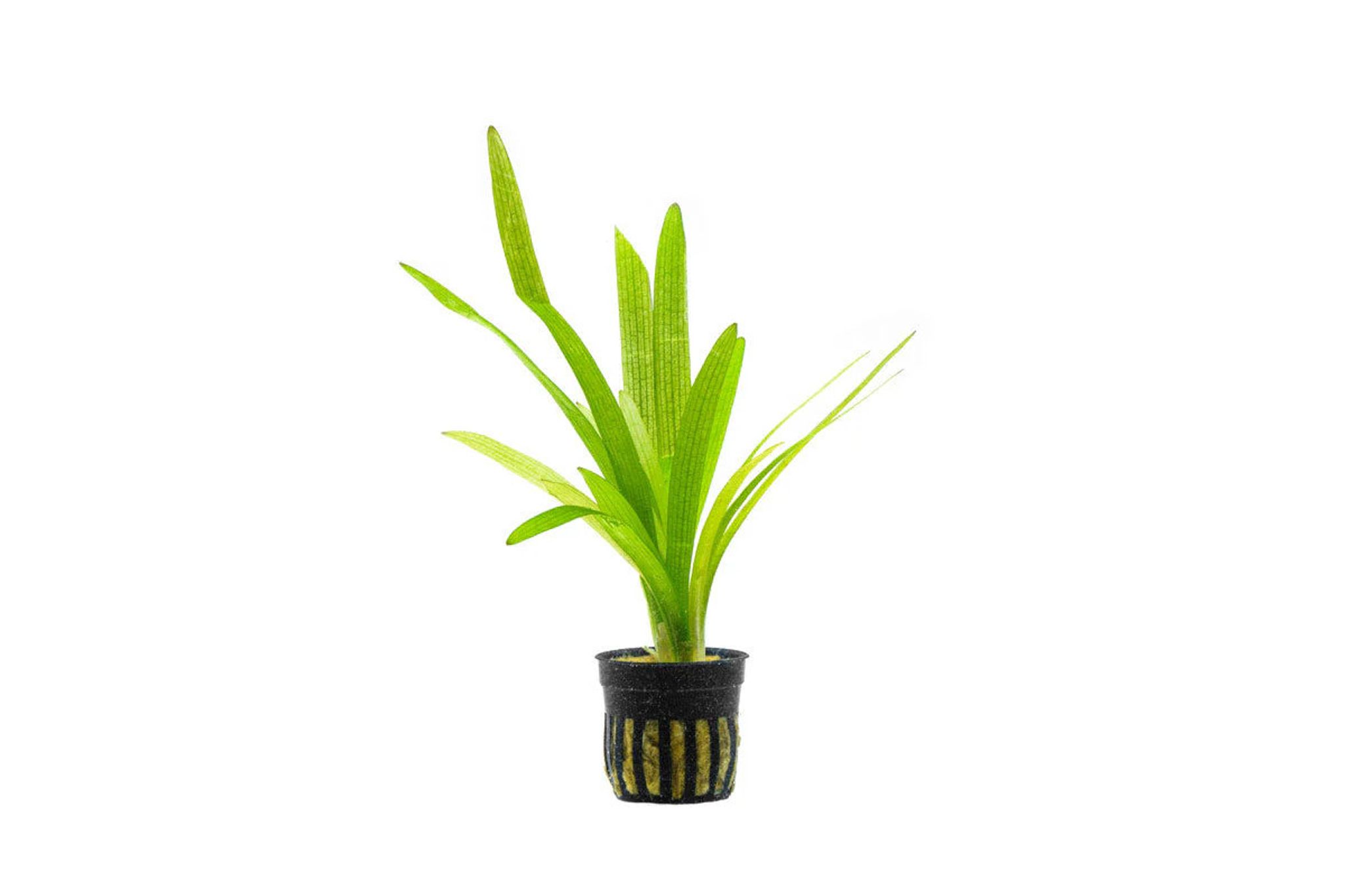 Sagittaria Platyphylla