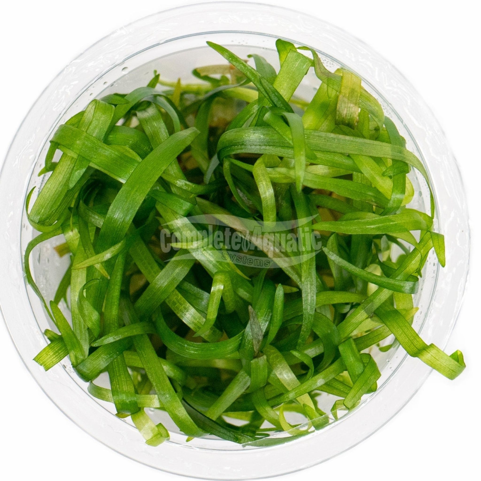Sagittaria Subulata Lead Bunch