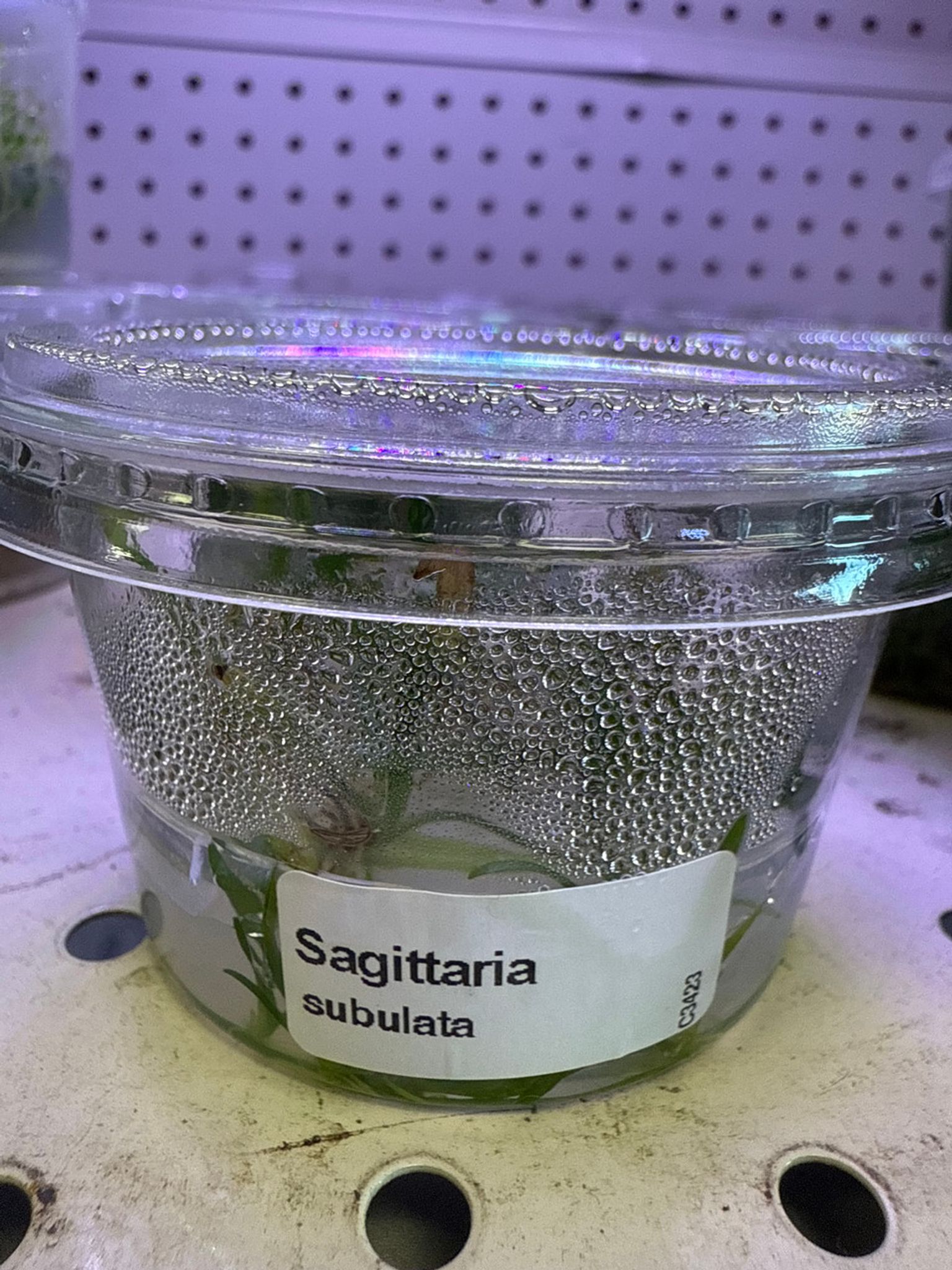 Sagittaria Subulata Tissue Culture