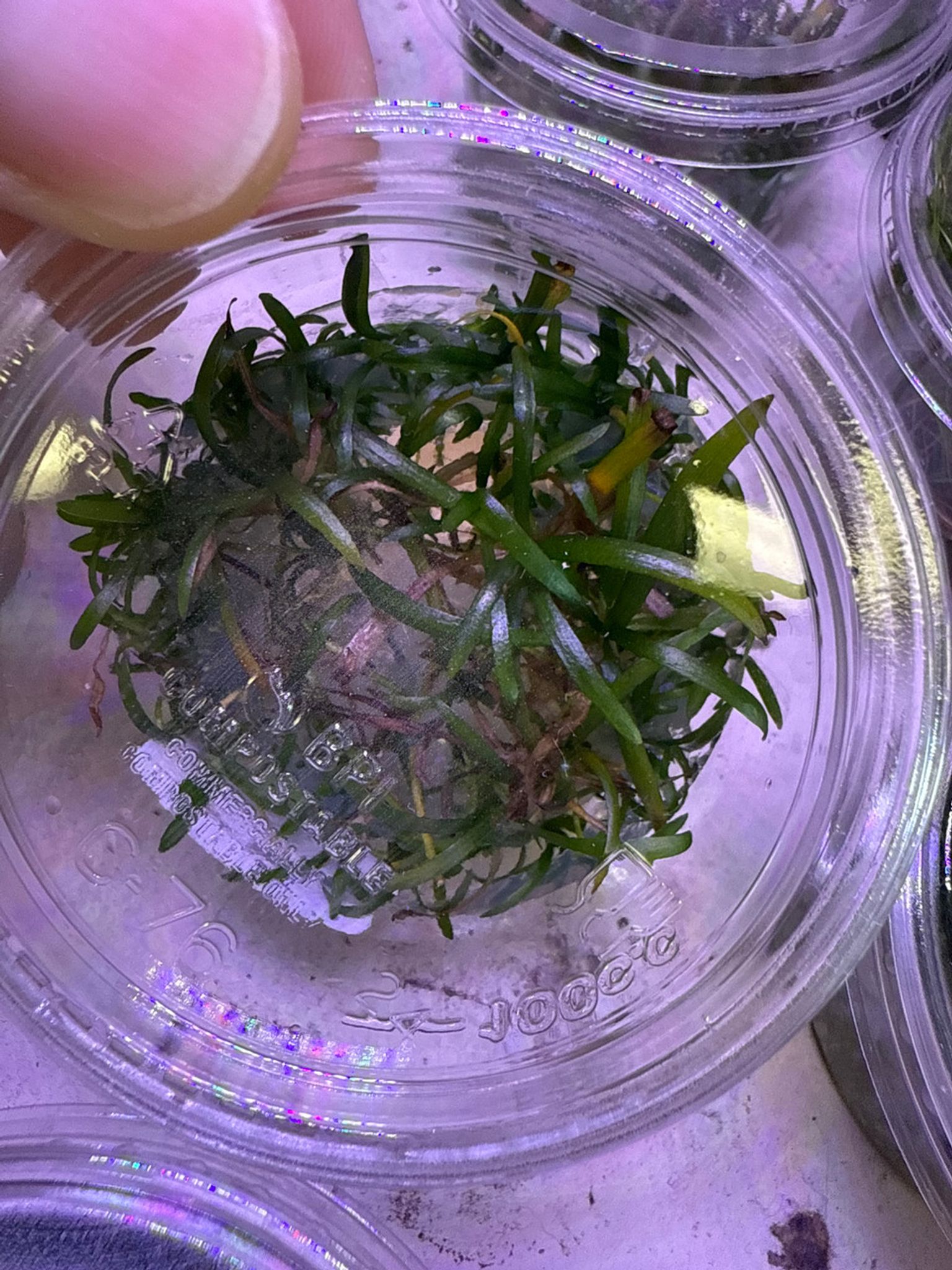 Sagittaria Subulata Tissue Culture