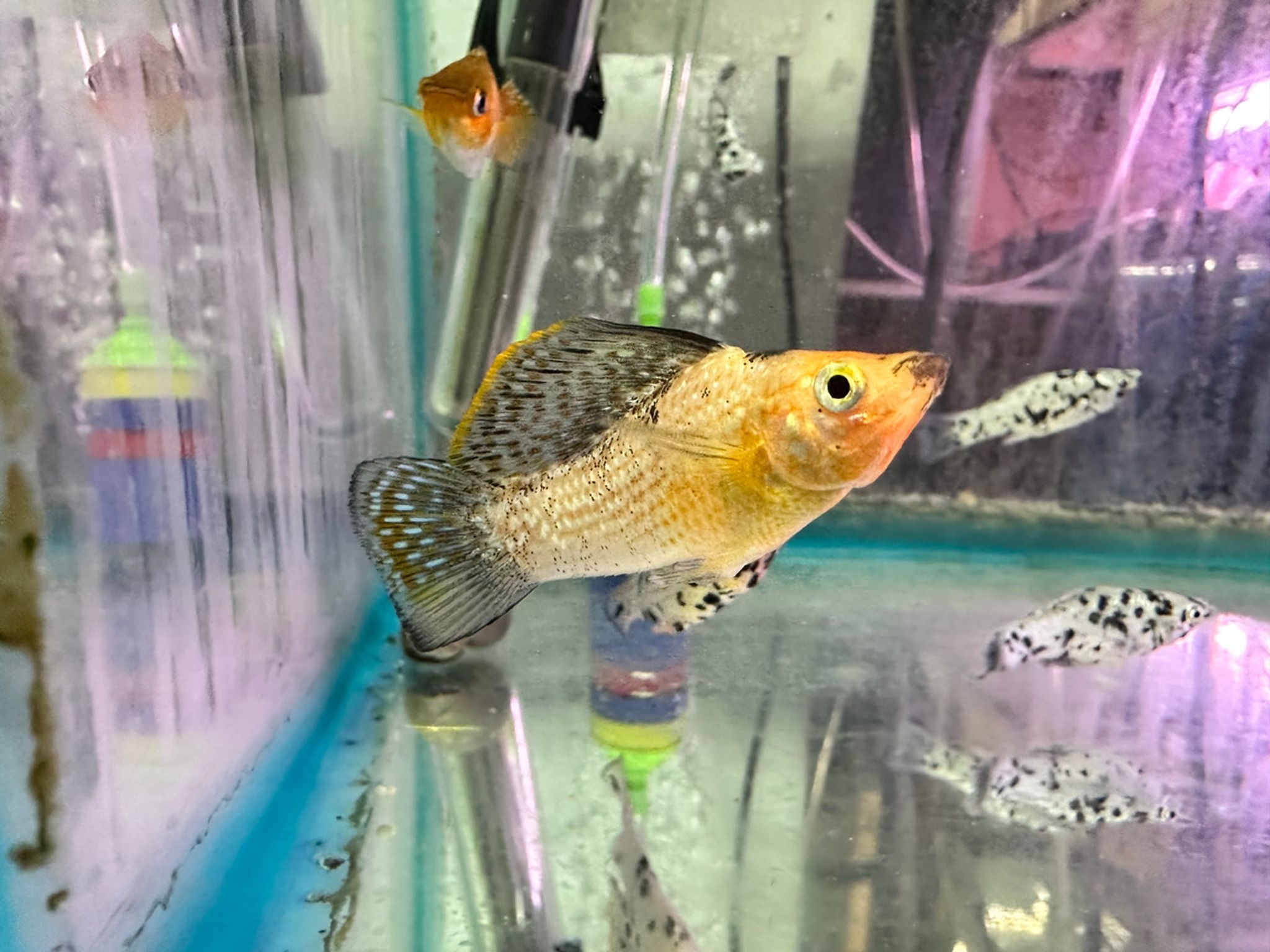 Sailfin Molly