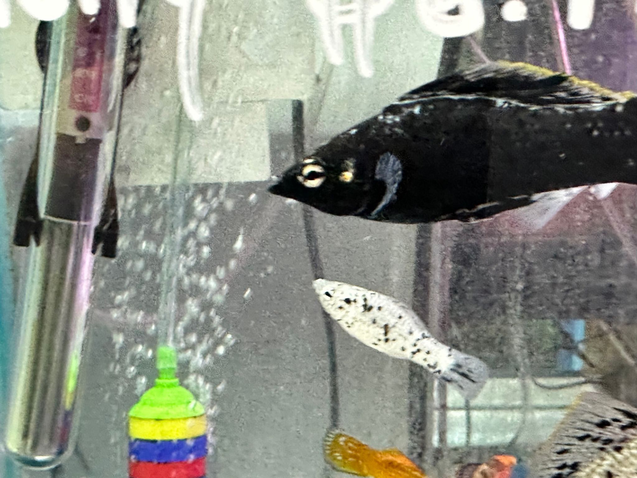 Sailfin Molly