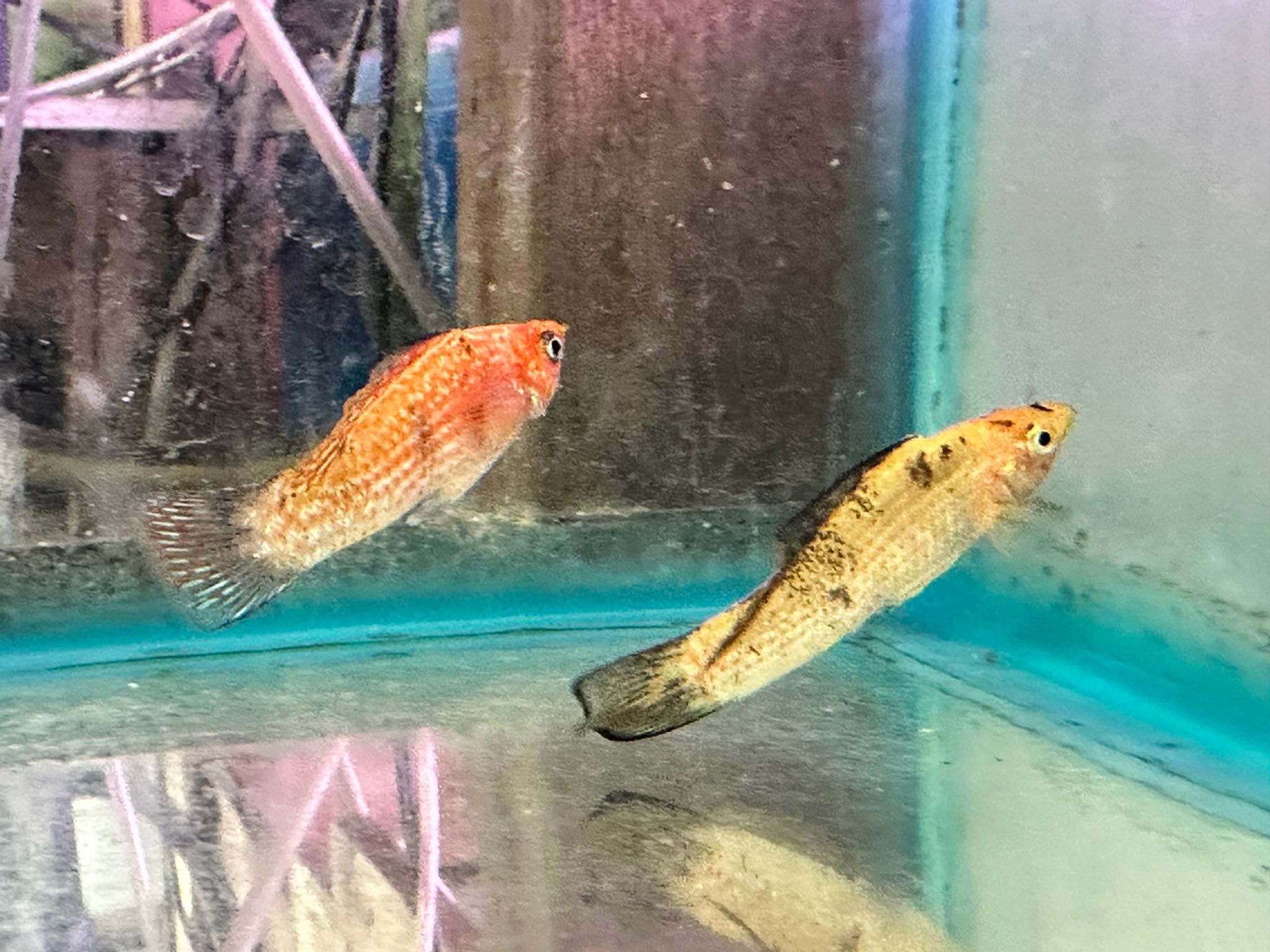 Sailfin Molly
