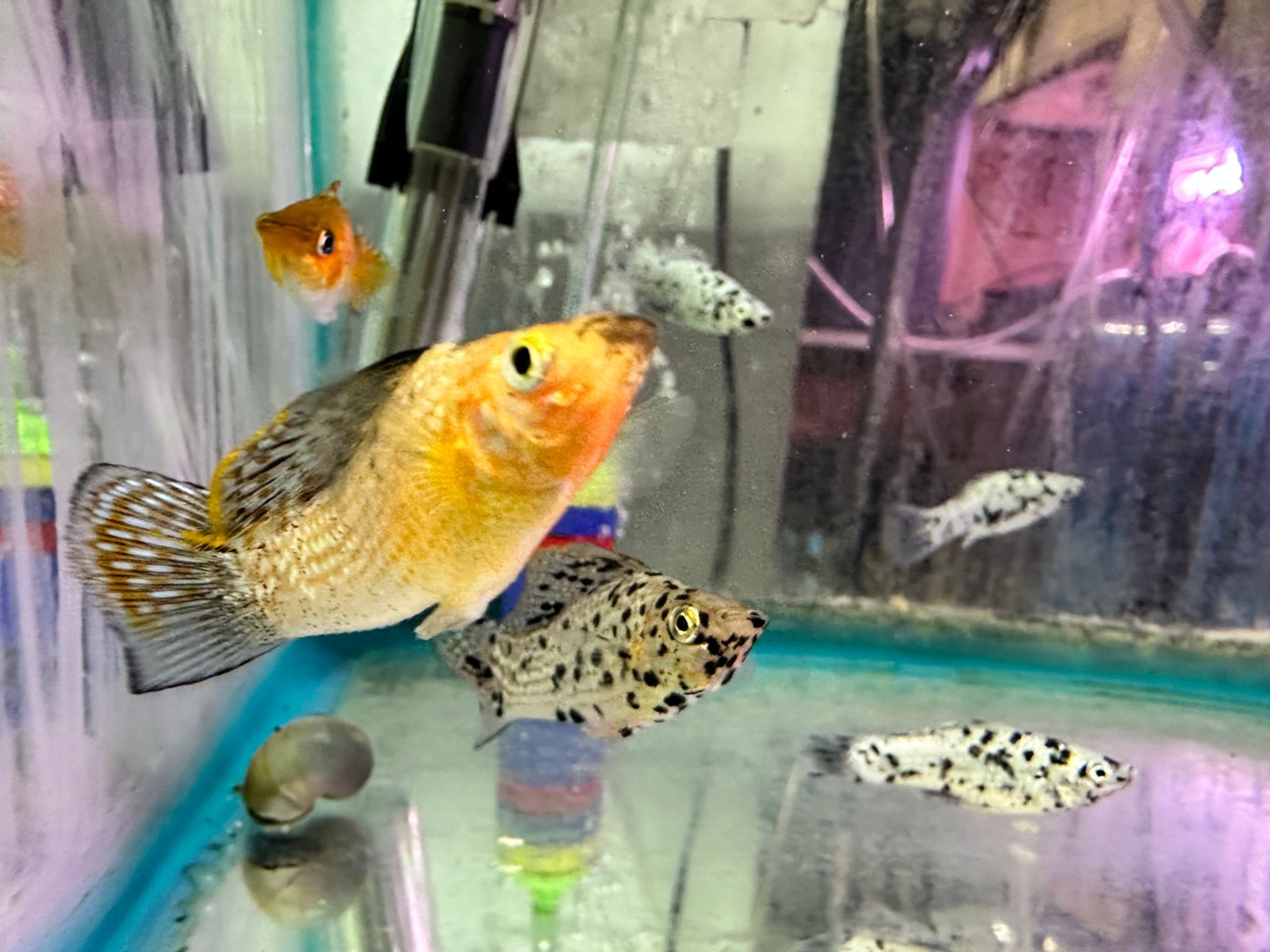 Sailfin Molly