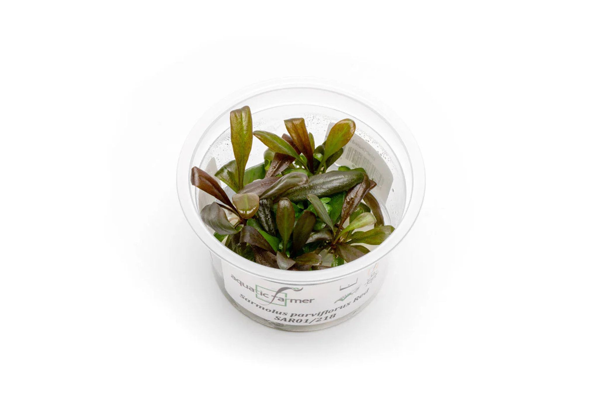 Samolus Parviflorus Red Tissue Culture