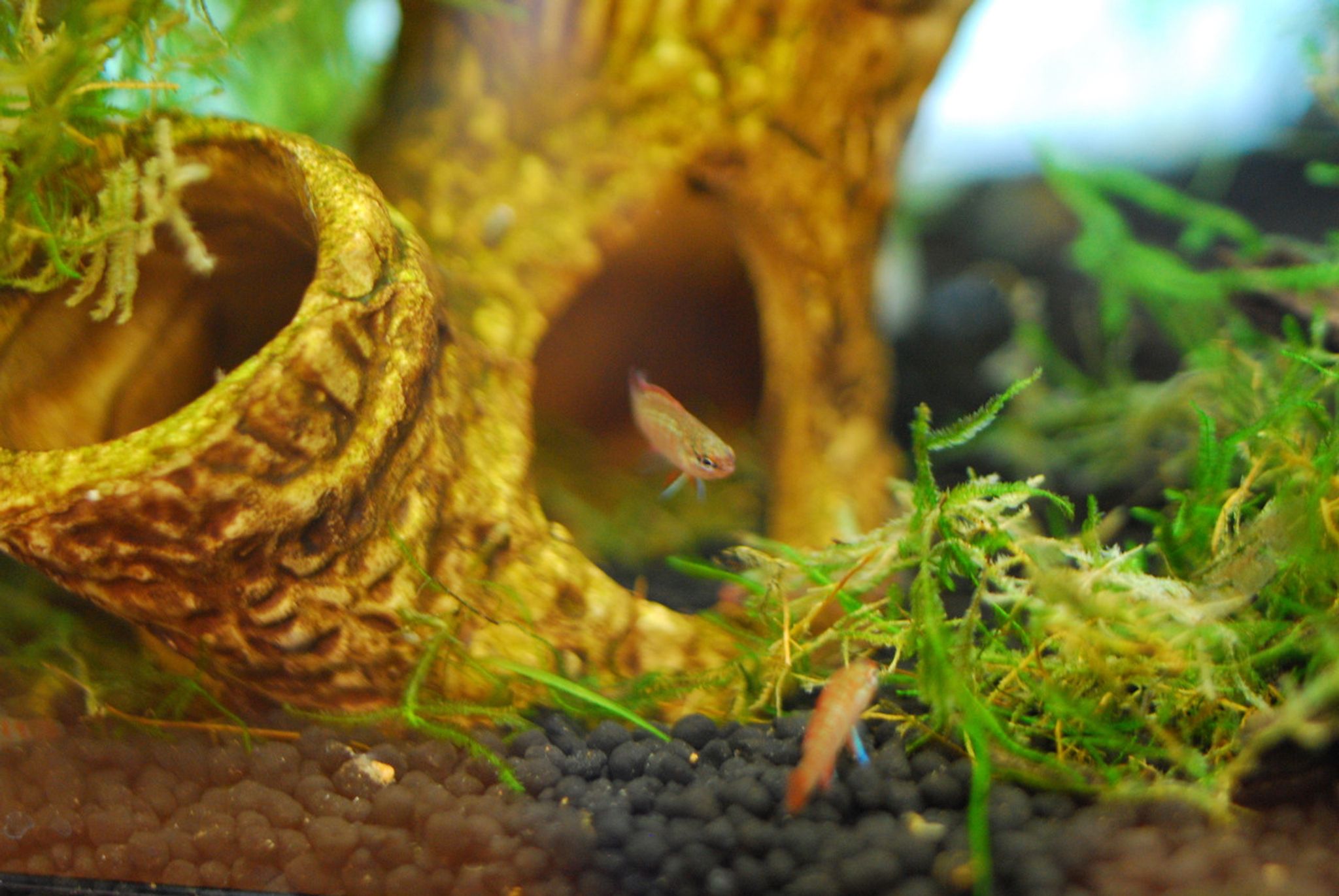 Scarlet Badis - Dario Dario