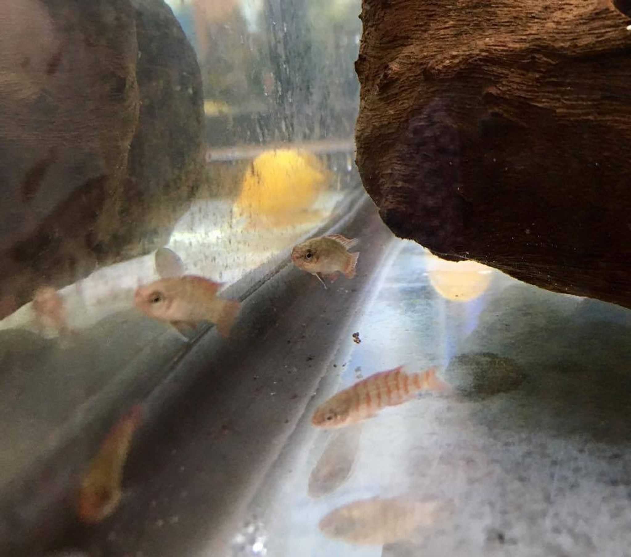 Scarlet Badis - Dario Dario