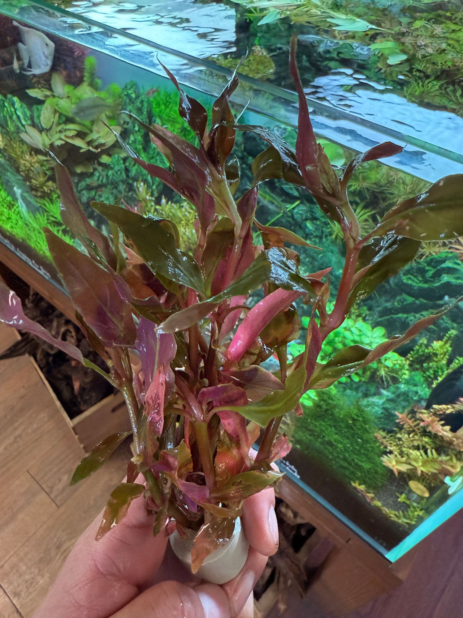 Scarlet Temple Bunch