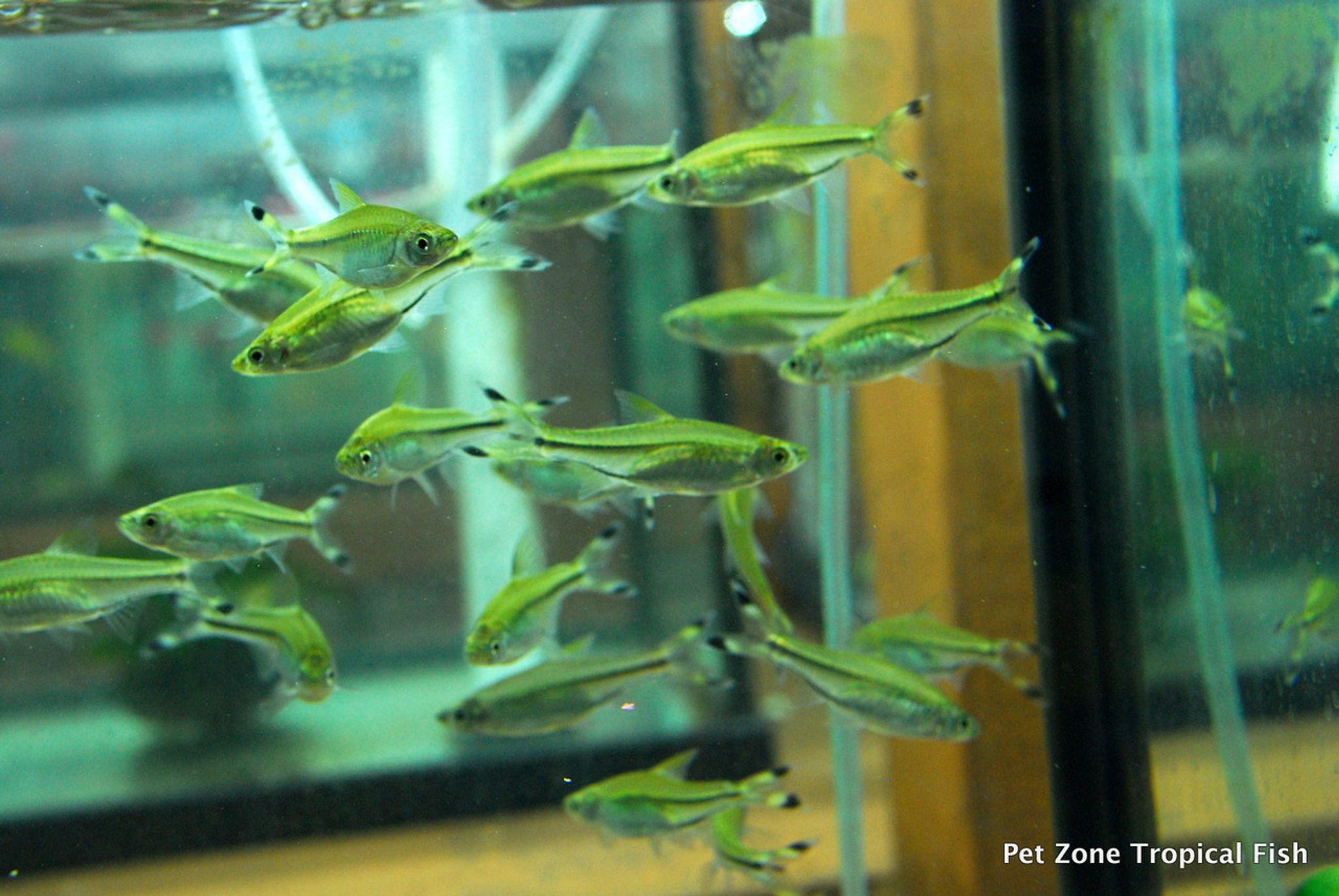 Scissortail Rasbora