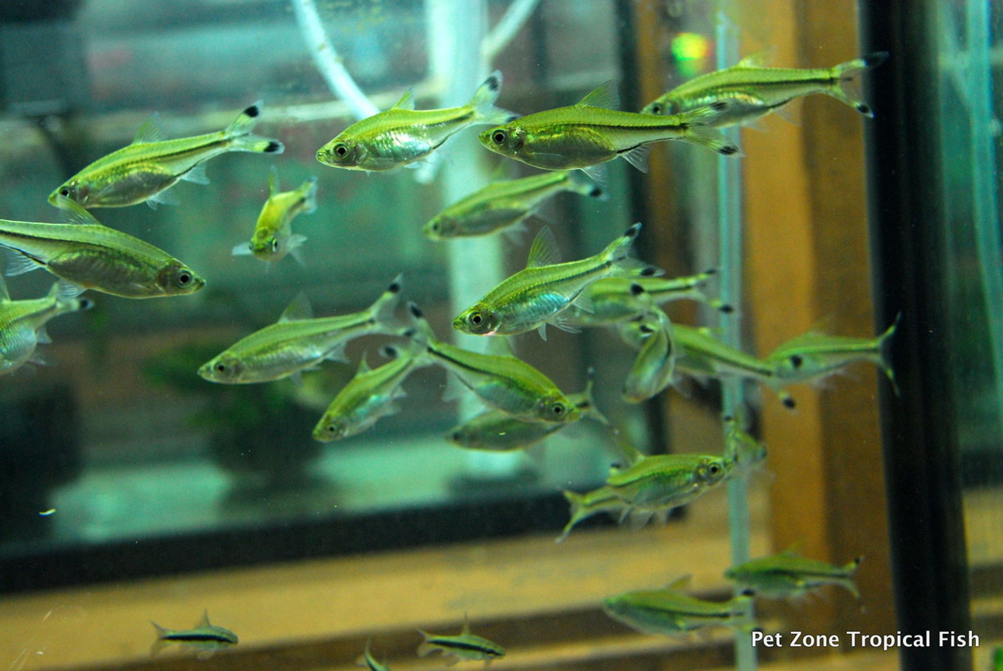 Scissortail Rasbora