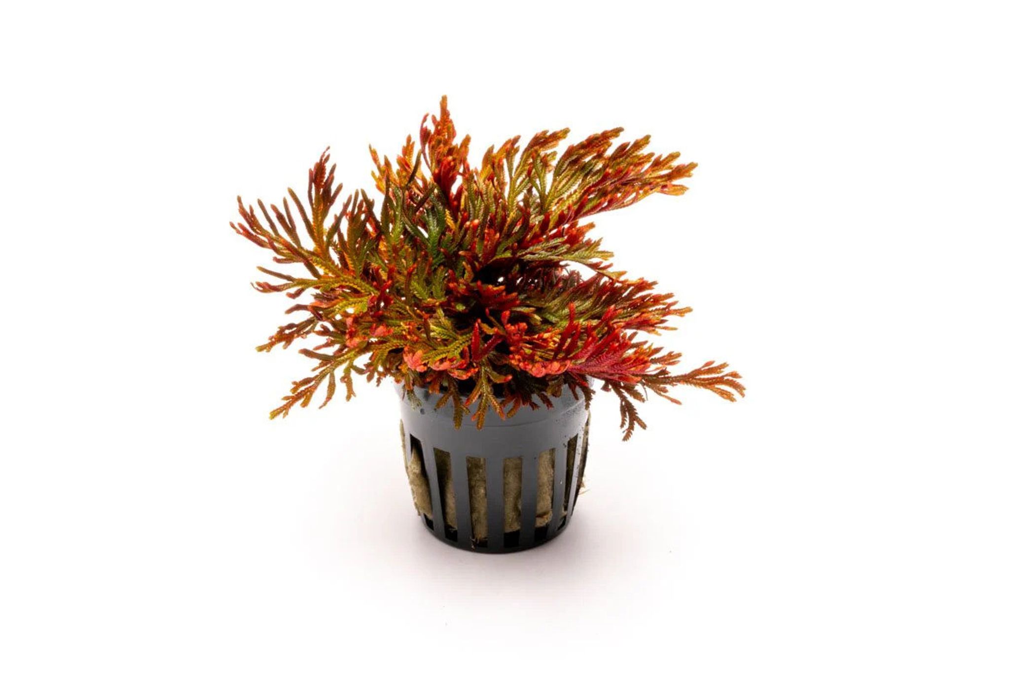 Selaginella Erythropus Ruby Red Club Moss