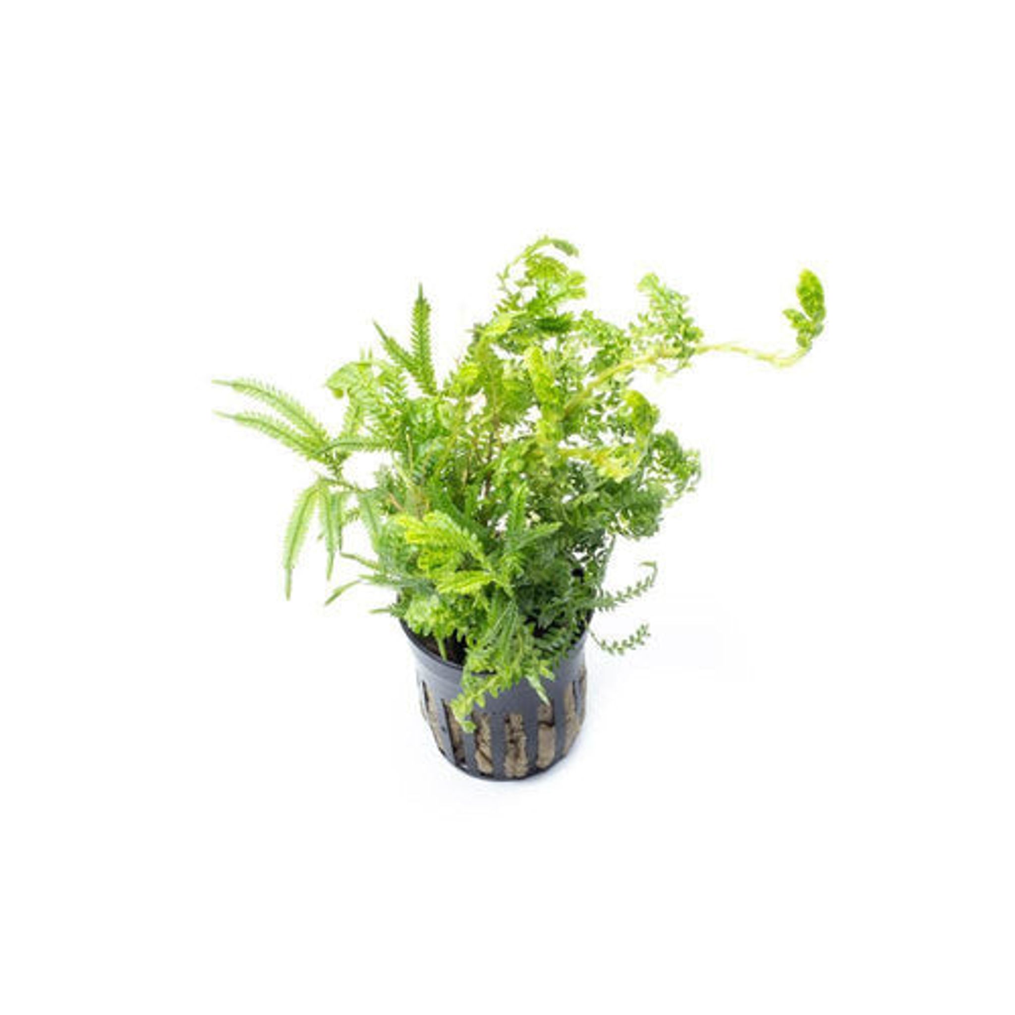 SELAGINELLA INDONESIA