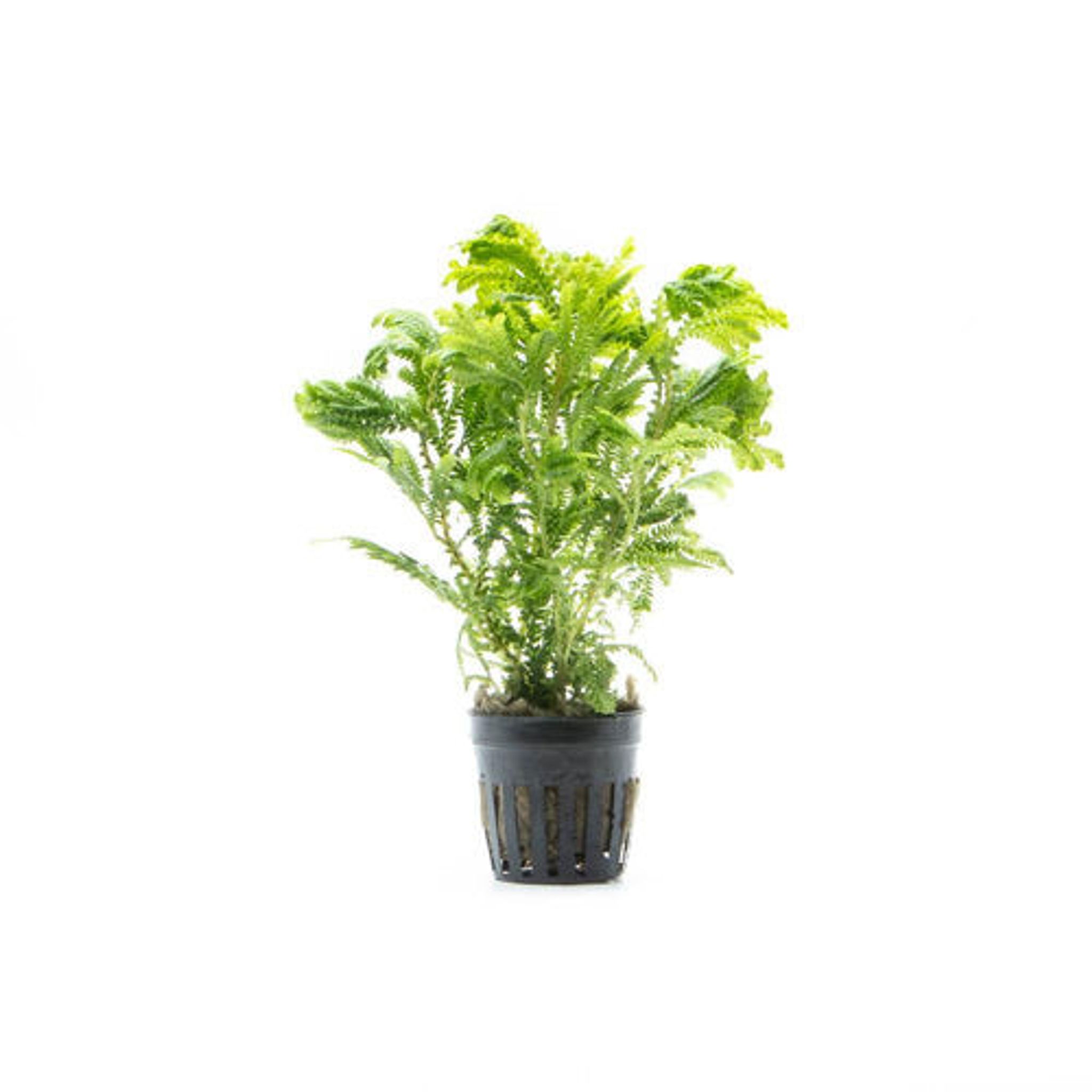 SELAGINELLA WALLICHI 'Spike Moss'