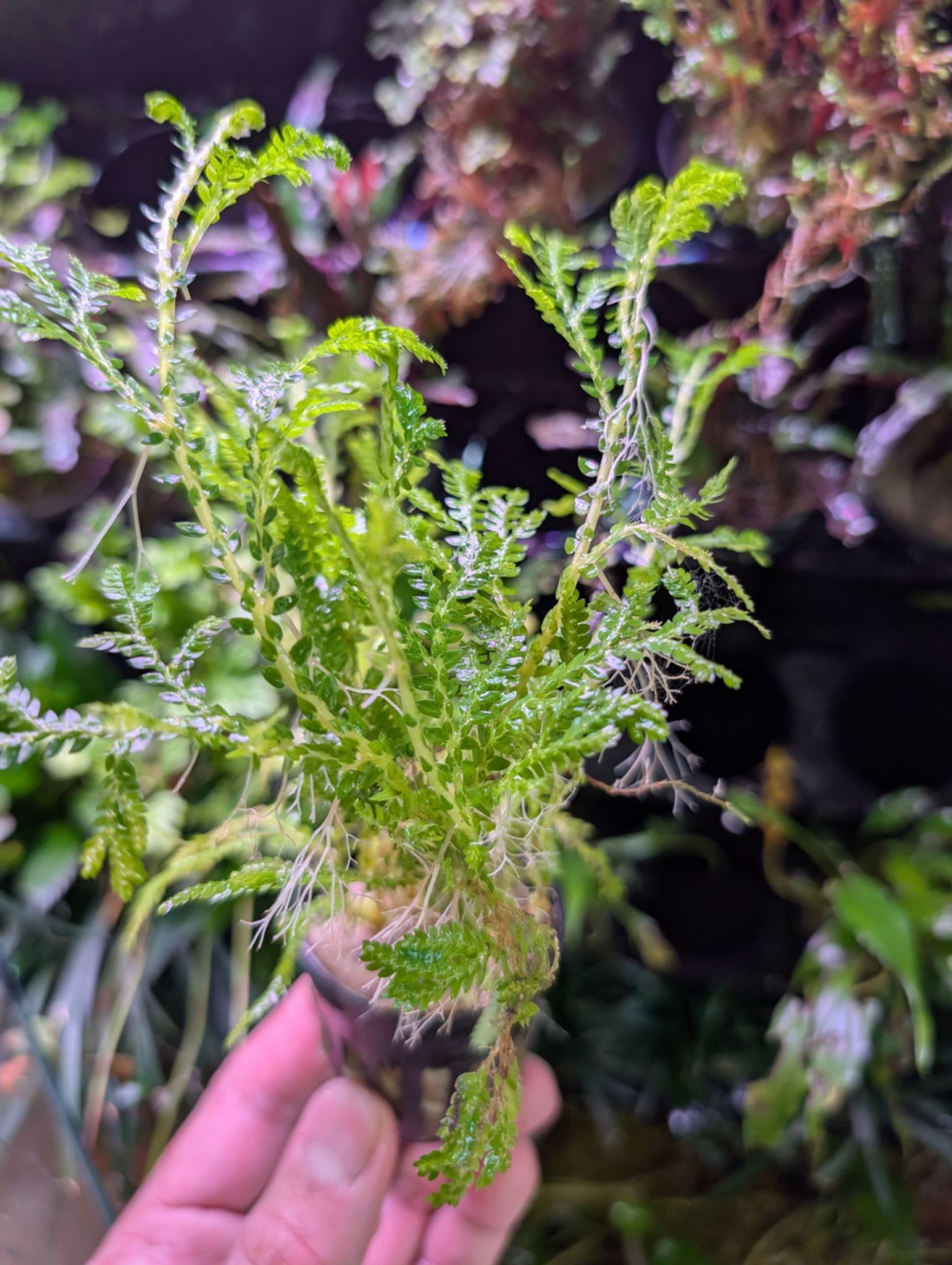 Selaginella wallichii