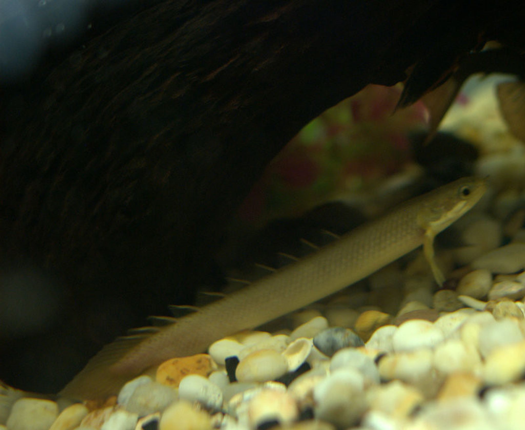 Senegal Bichir (Gray Bichir)