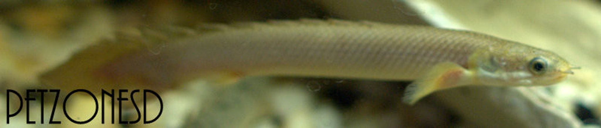 Senegal Bichir (Gray Bichir)