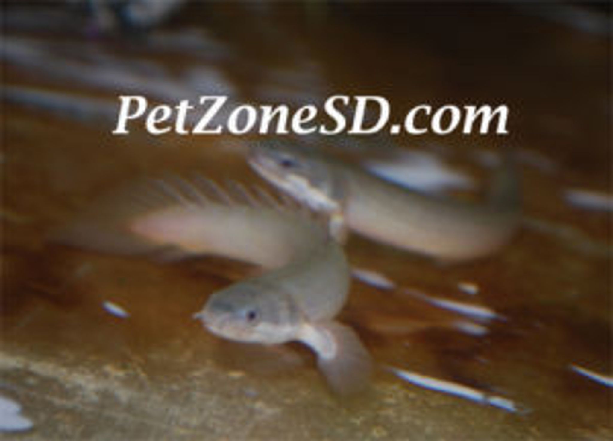 Senegal Bichir (Gray Bichir)
