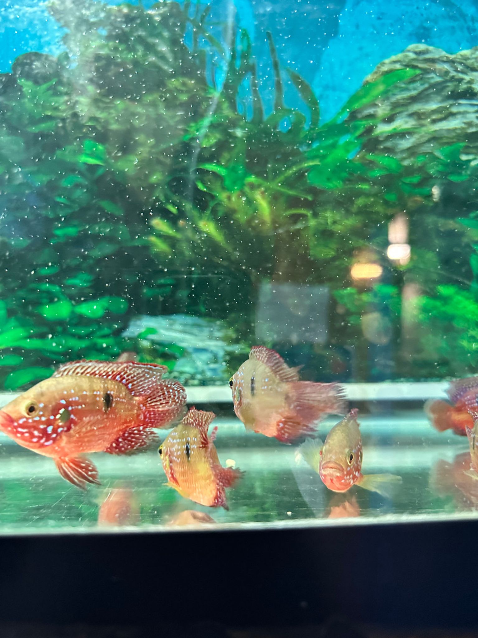 Short Body Red Jewel Cichlid