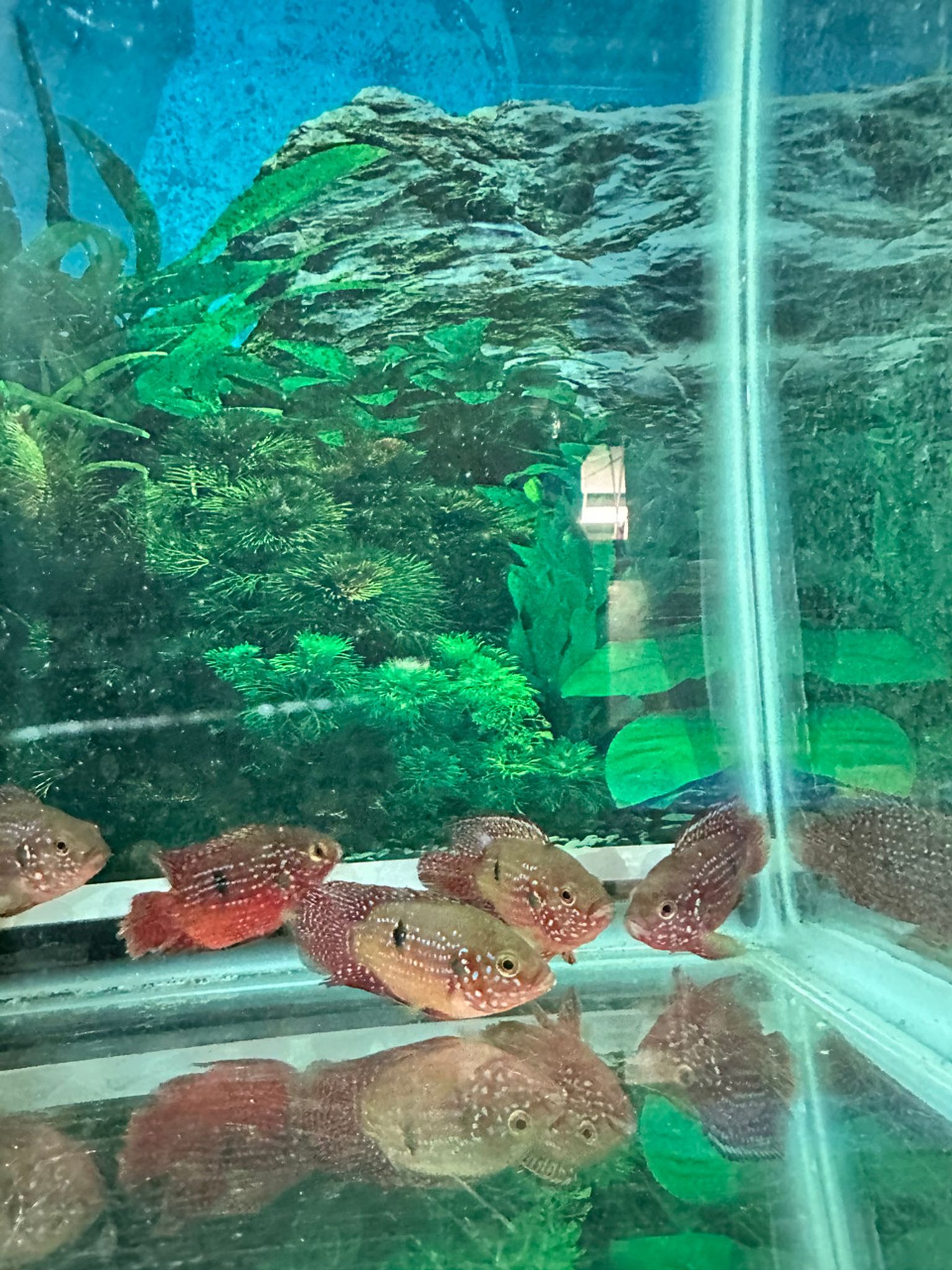 Short Body Red Jewel Cichlid