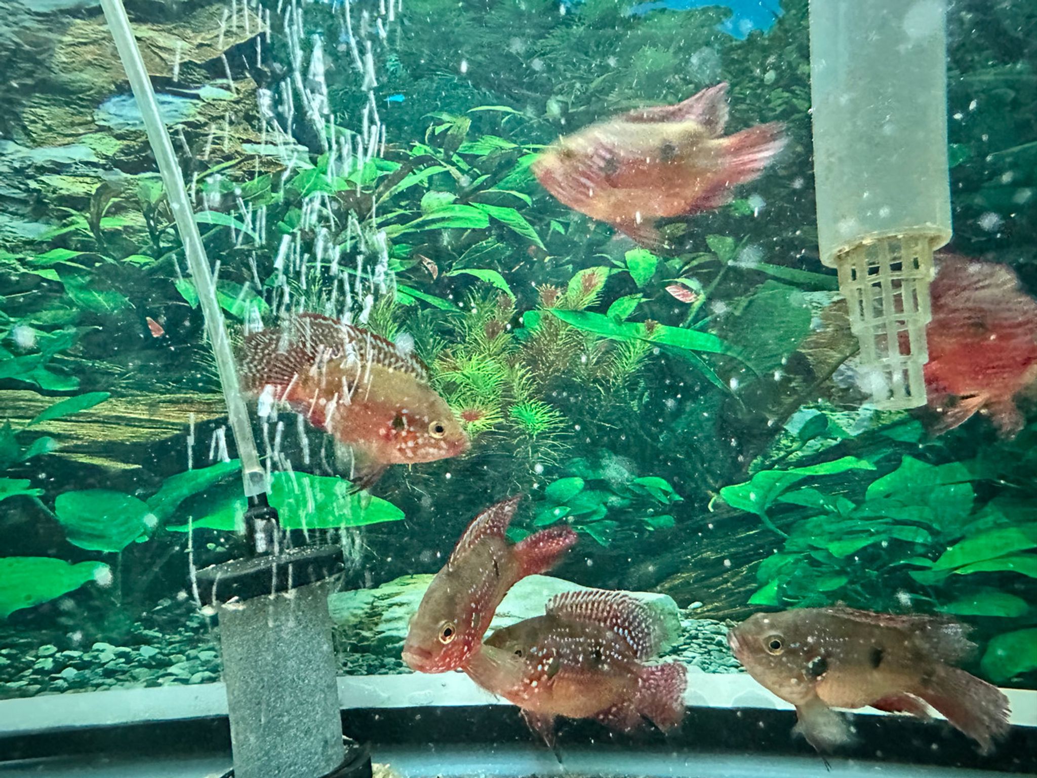Short Body Red Jewel Cichlid