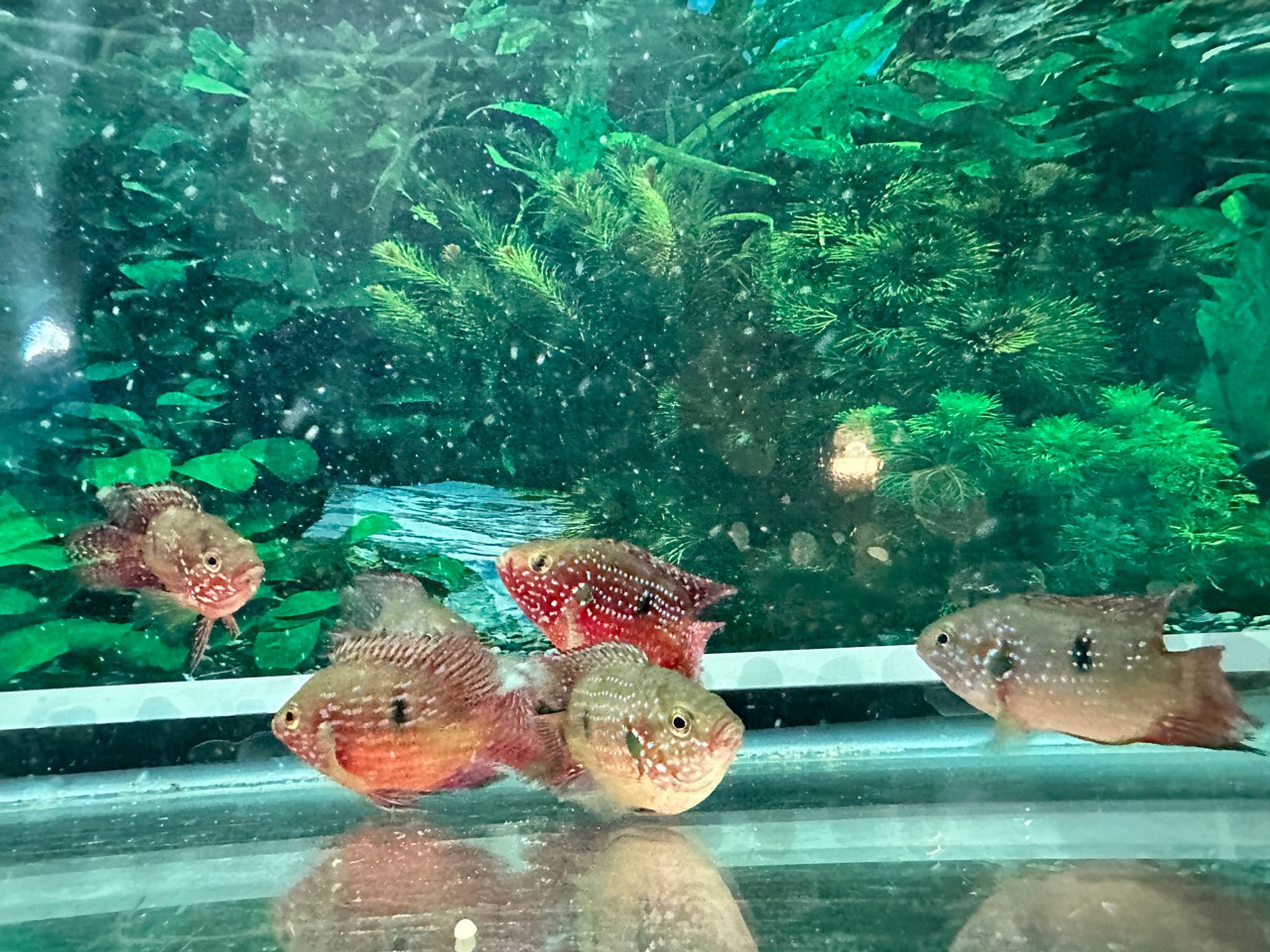 Short Body Red Jewel Cichlid