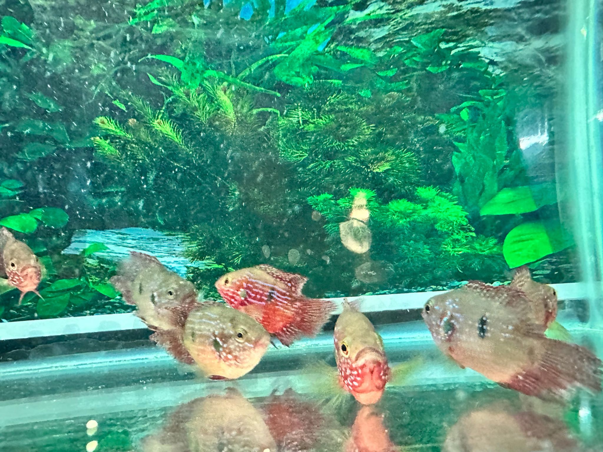 Short Body Red Jewel Cichlid