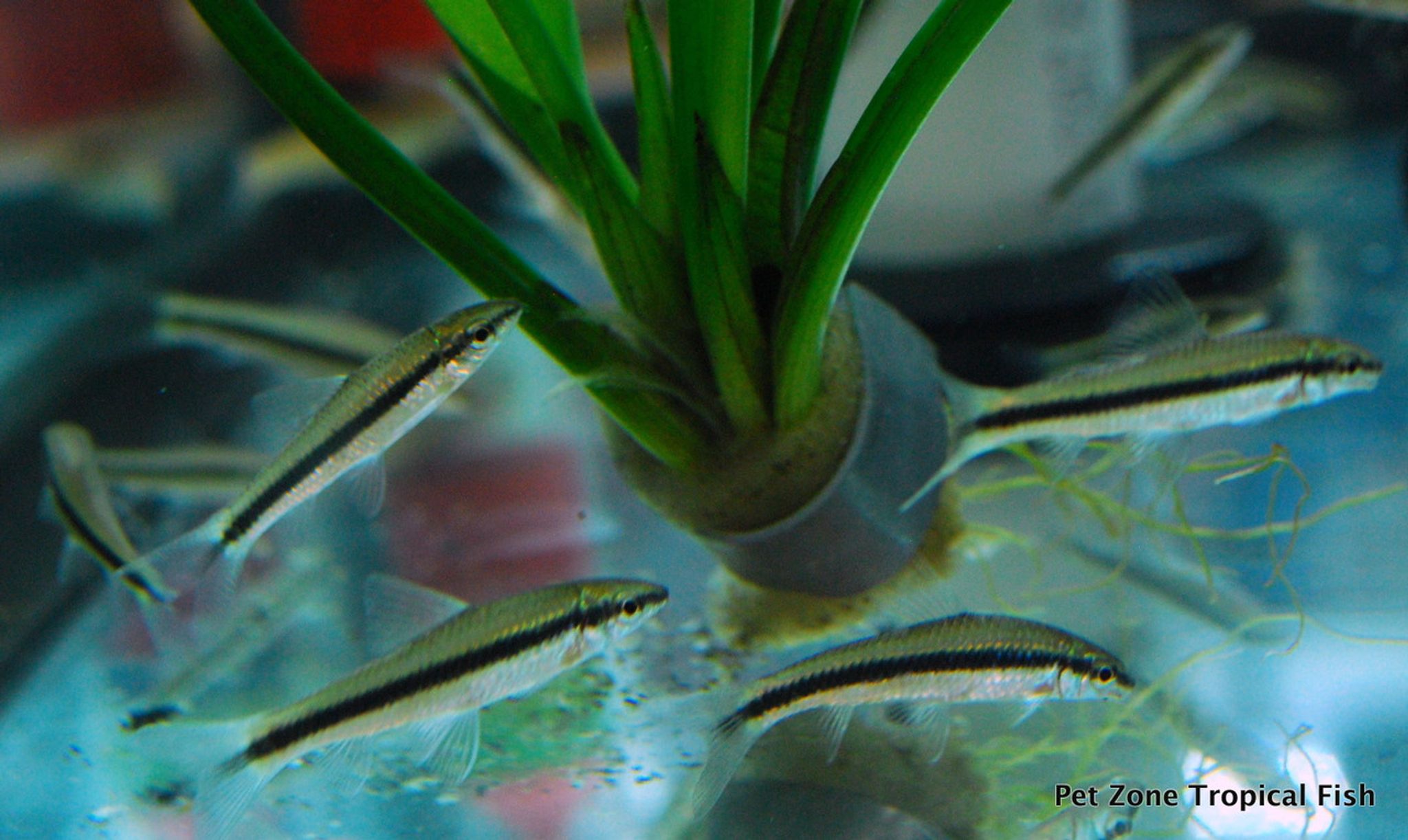 Siamese Algae Eater