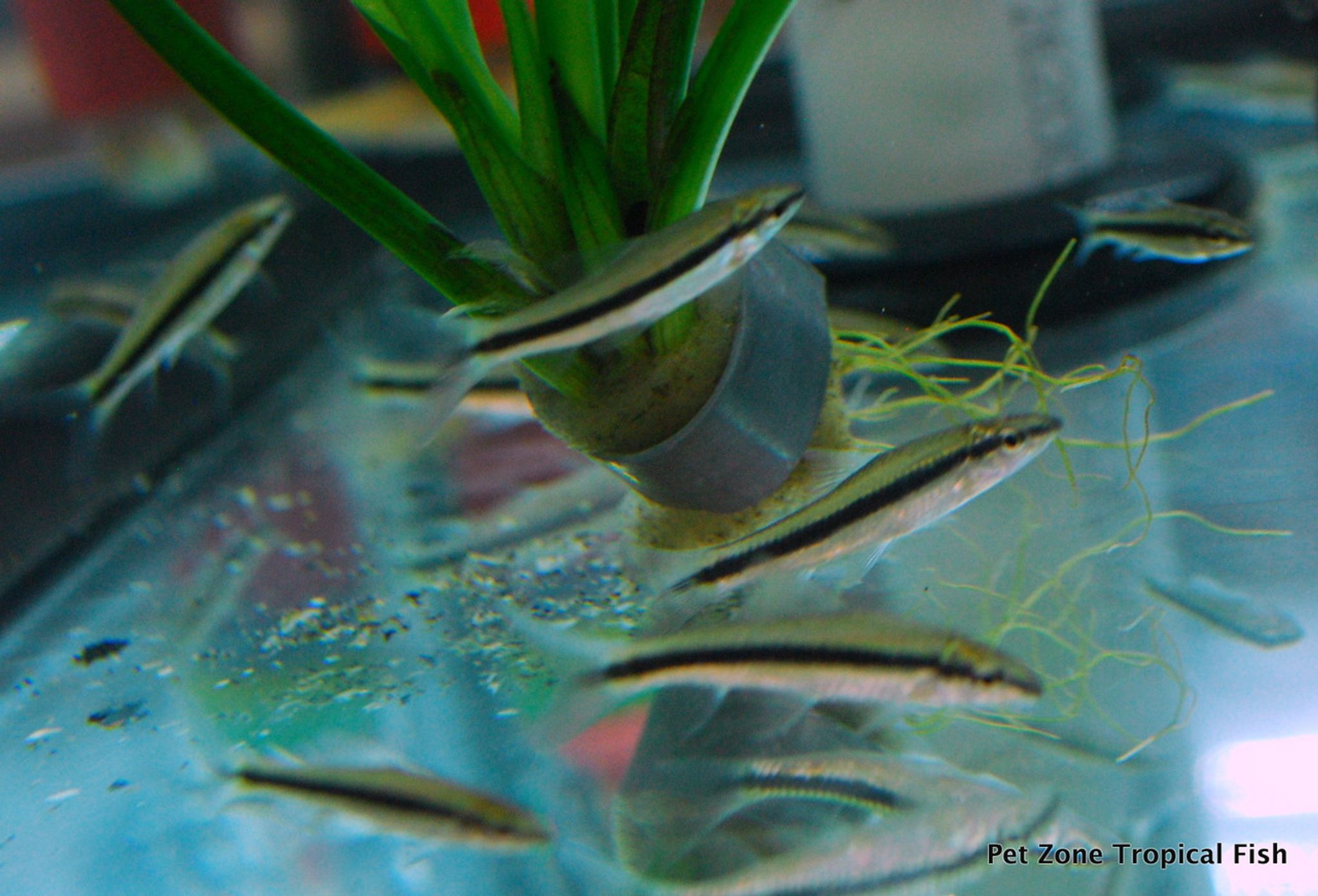 Siamese Algae Eater