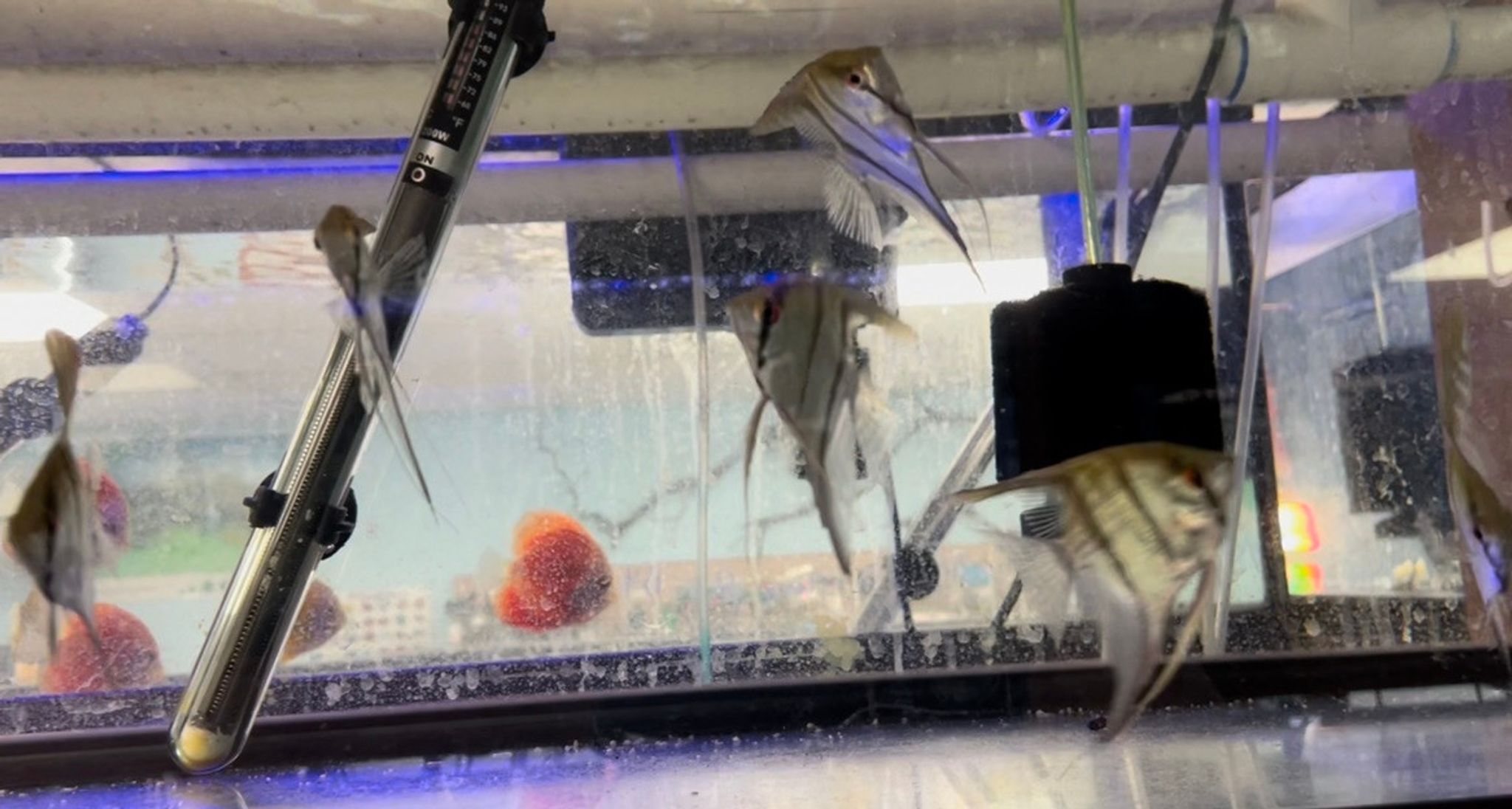 Silver Angelfish