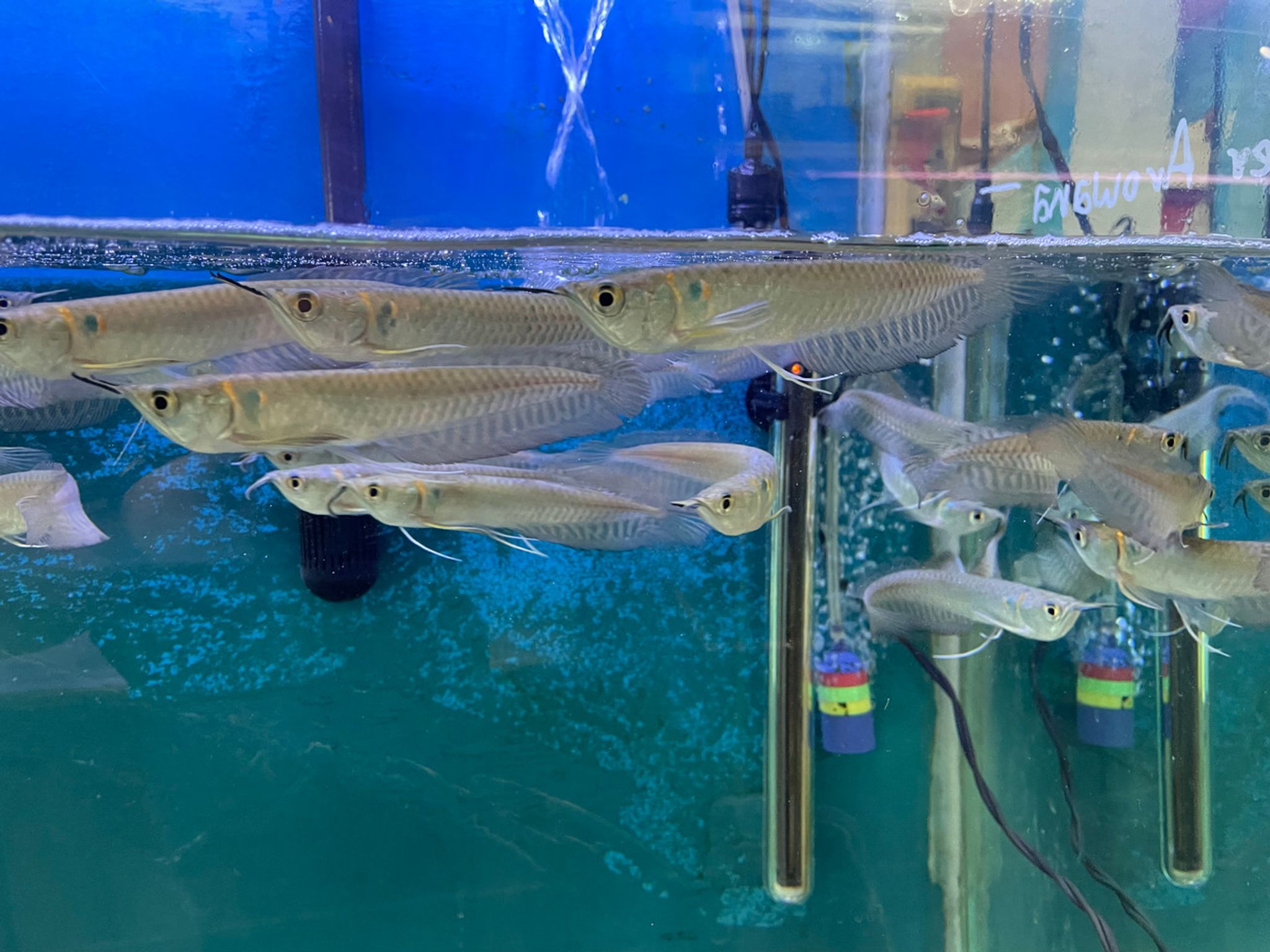 Silver Arowana, Medium
