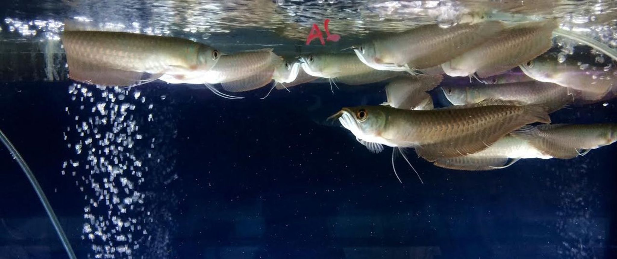 Silver Arowana, Medium