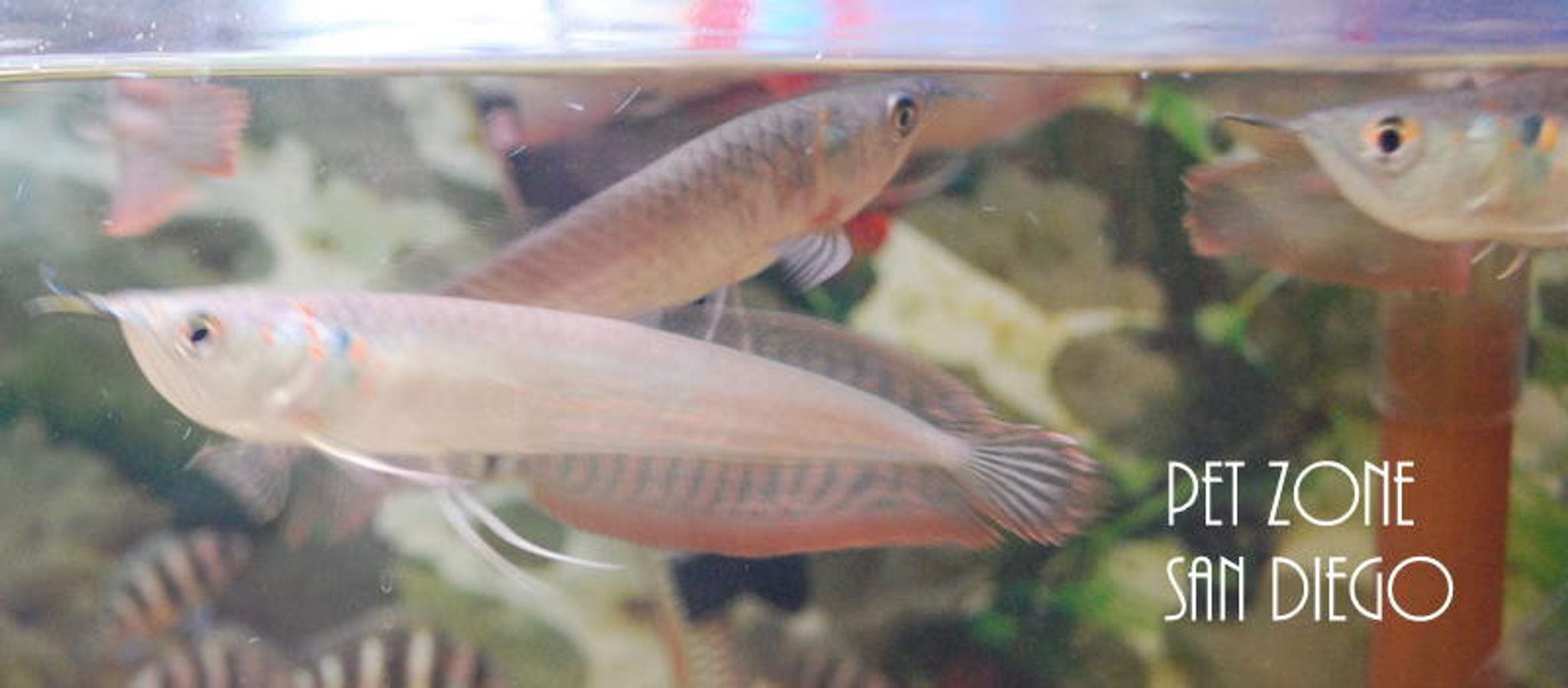Silver Arowana, Medium