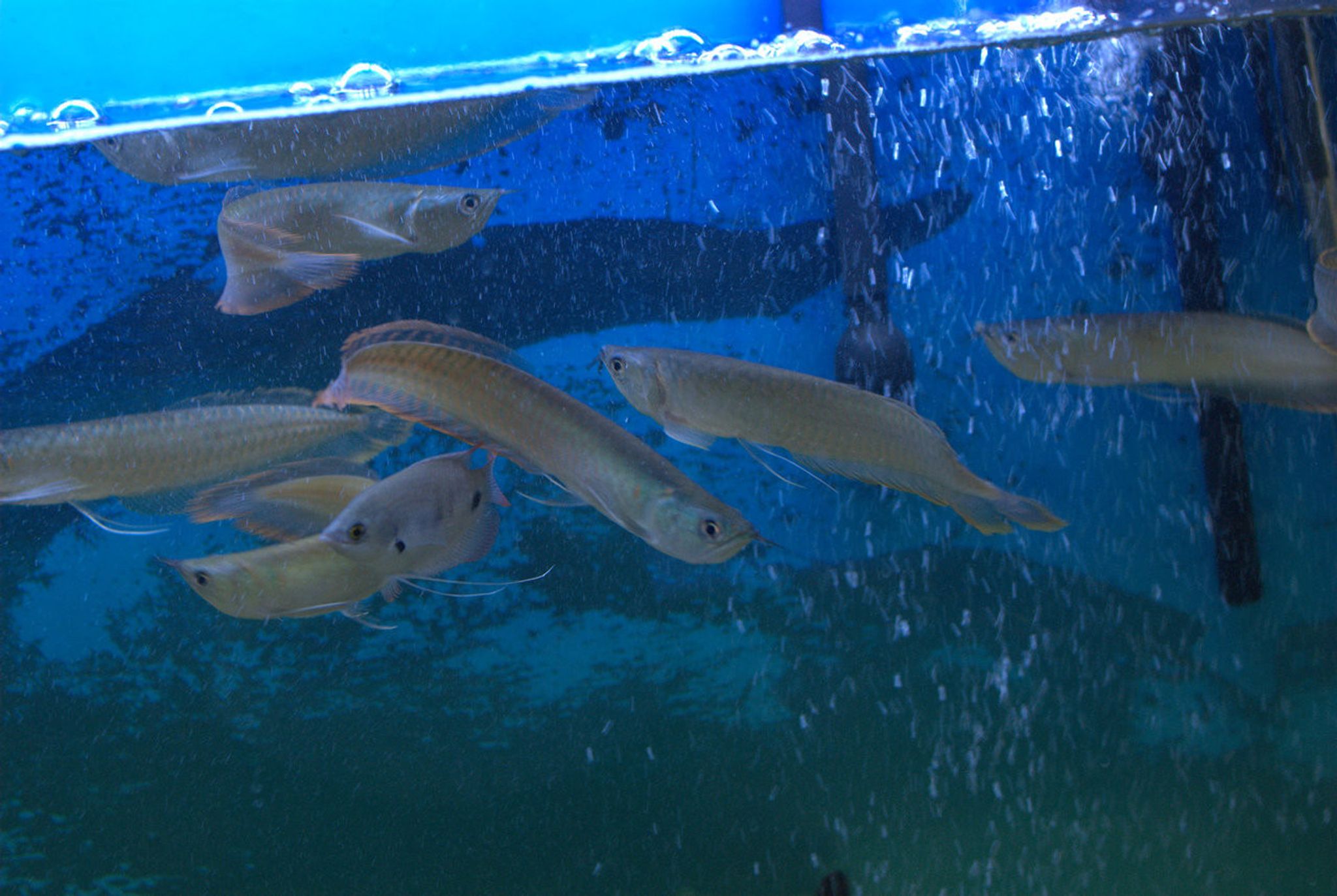 Silver Arowana, Medium