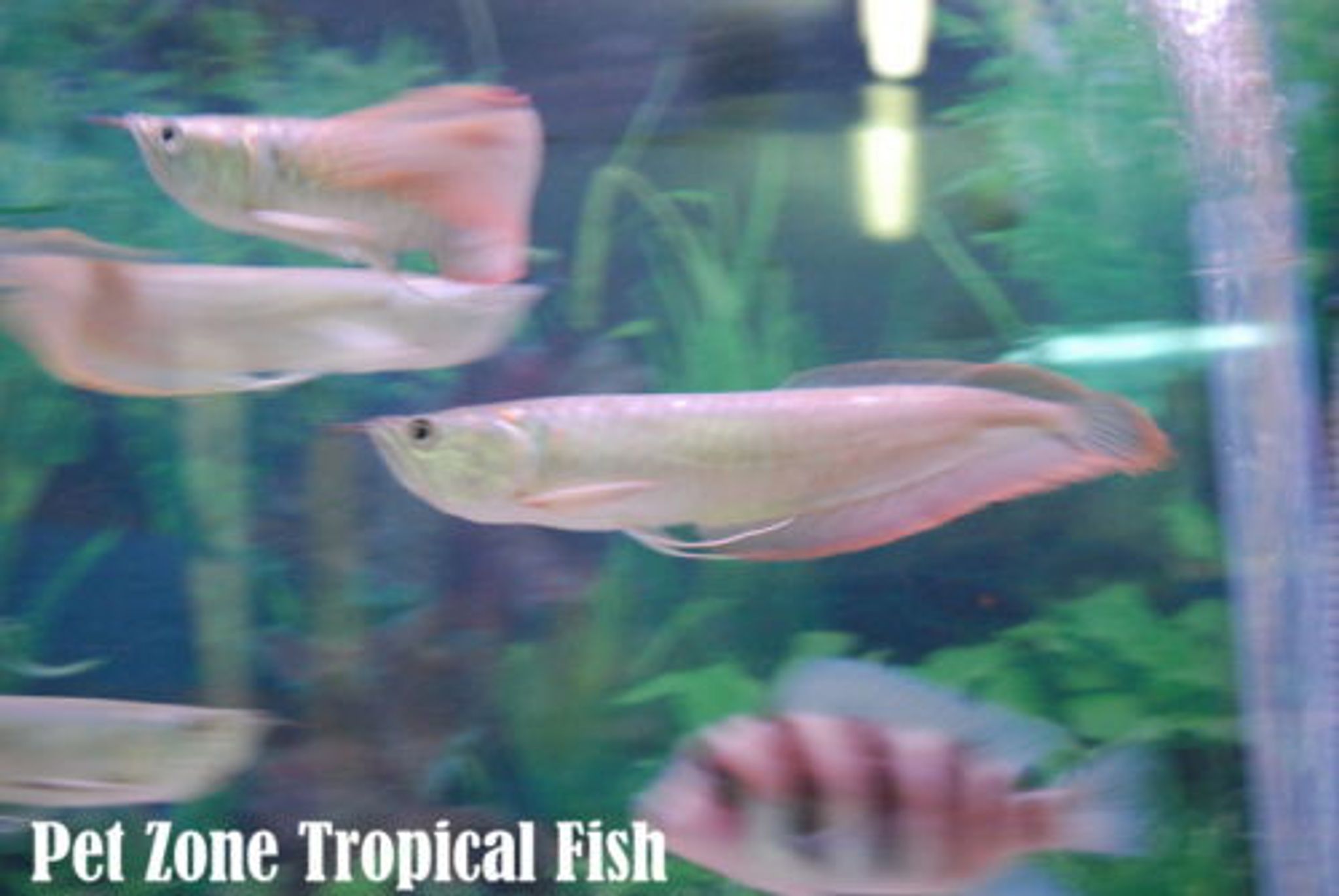 Silver Arowana