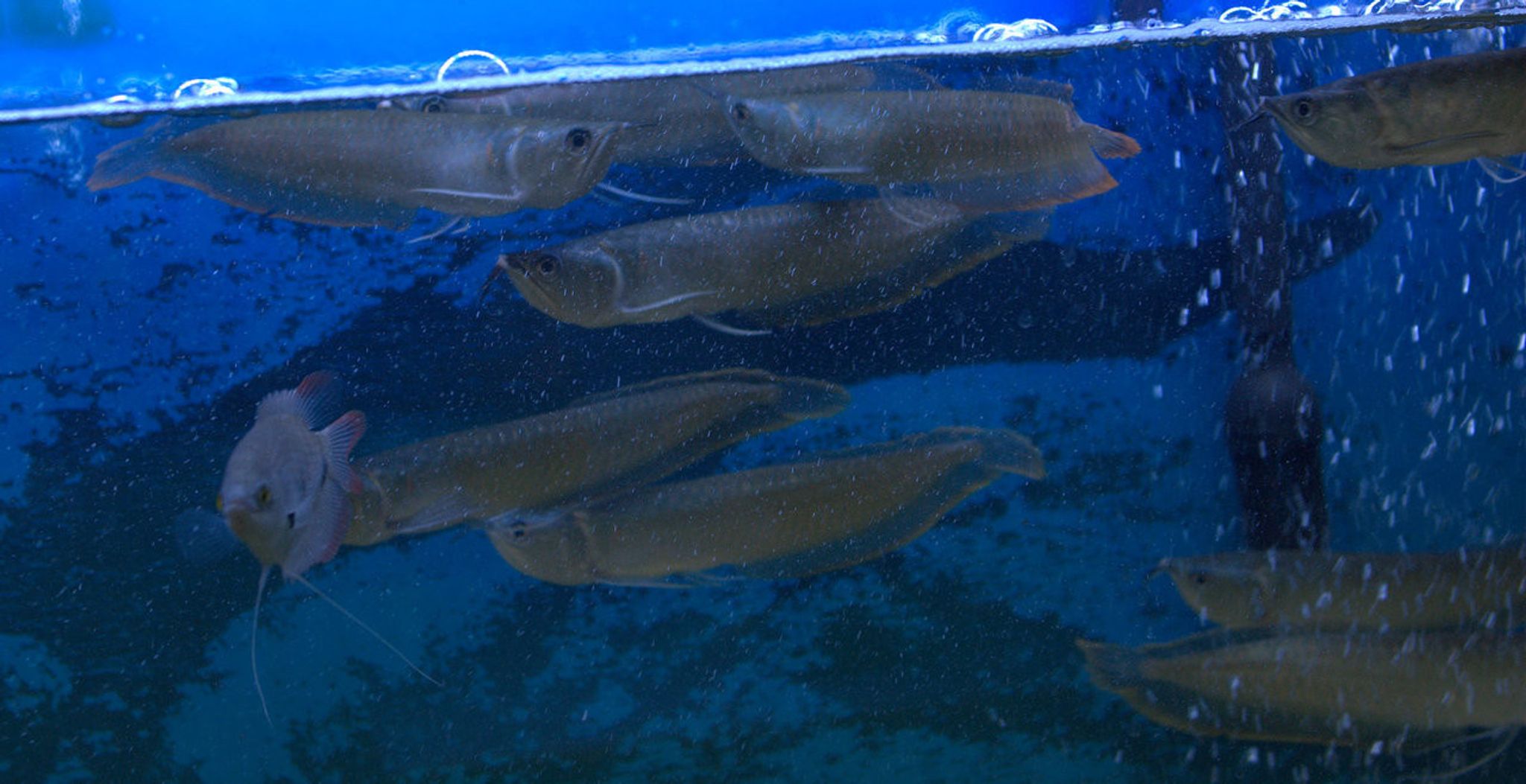 Silver Arowana