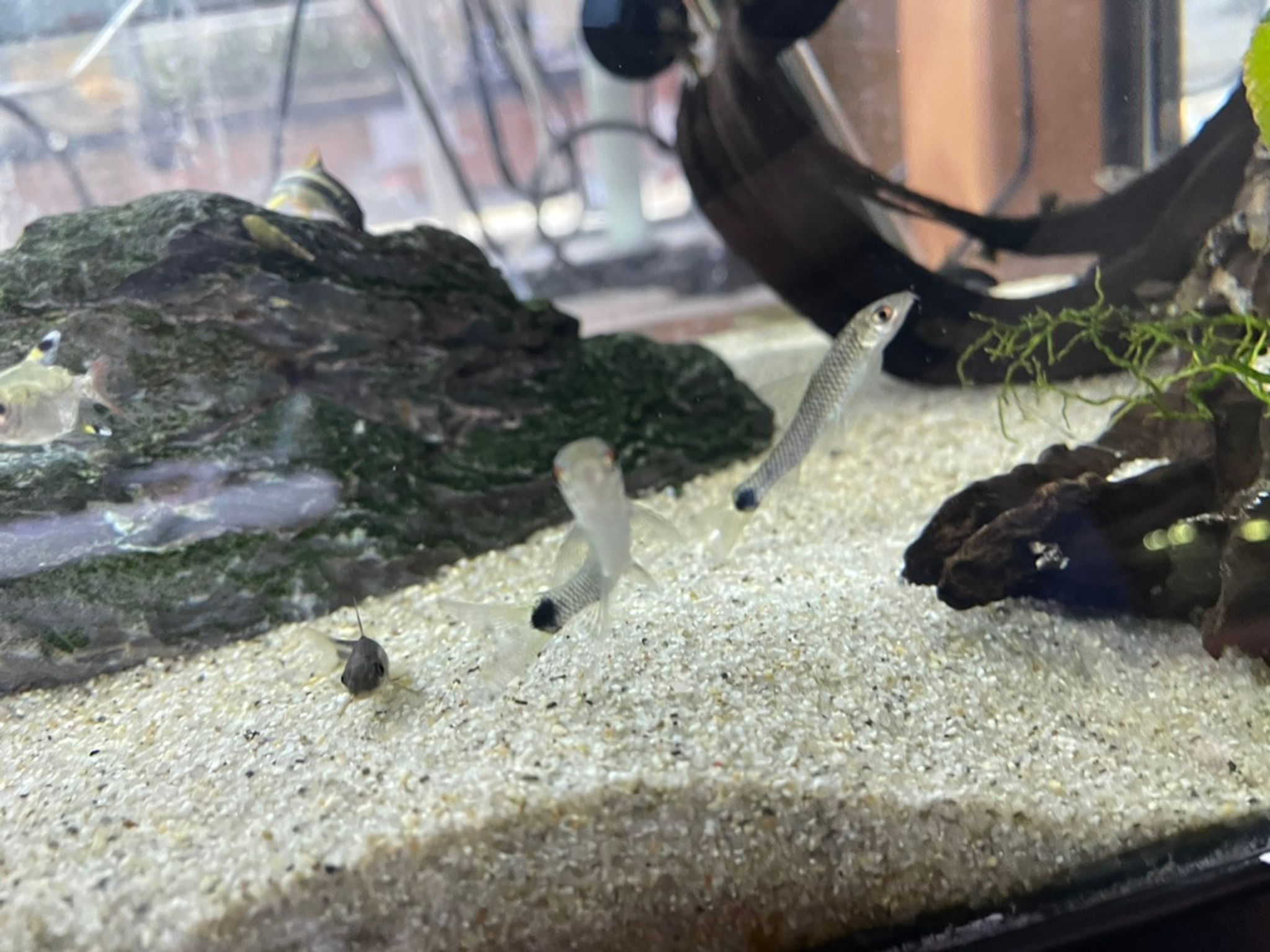 Silver Flying Fox Algae Eater