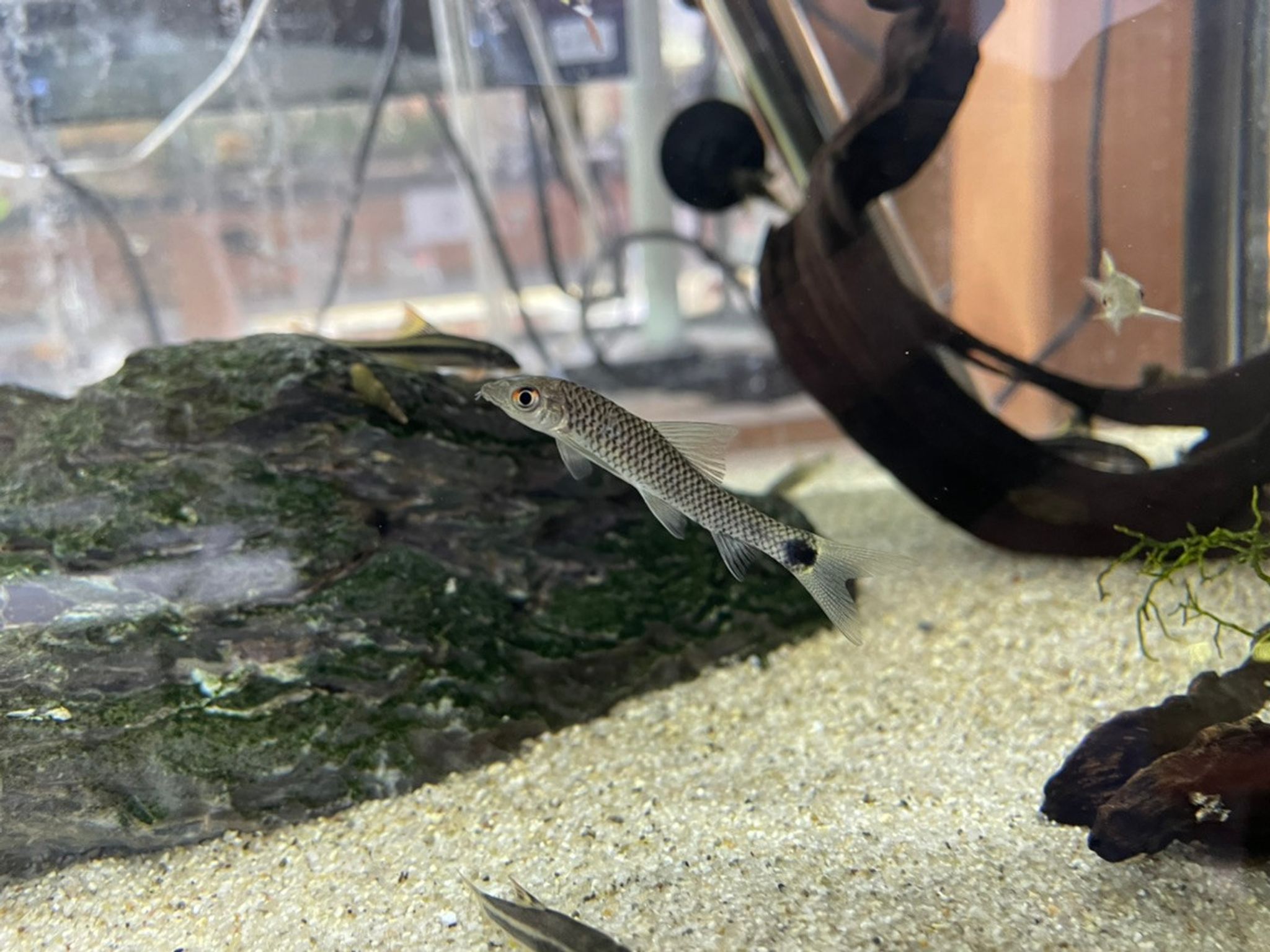 Silver Flying Fox Algae Eater