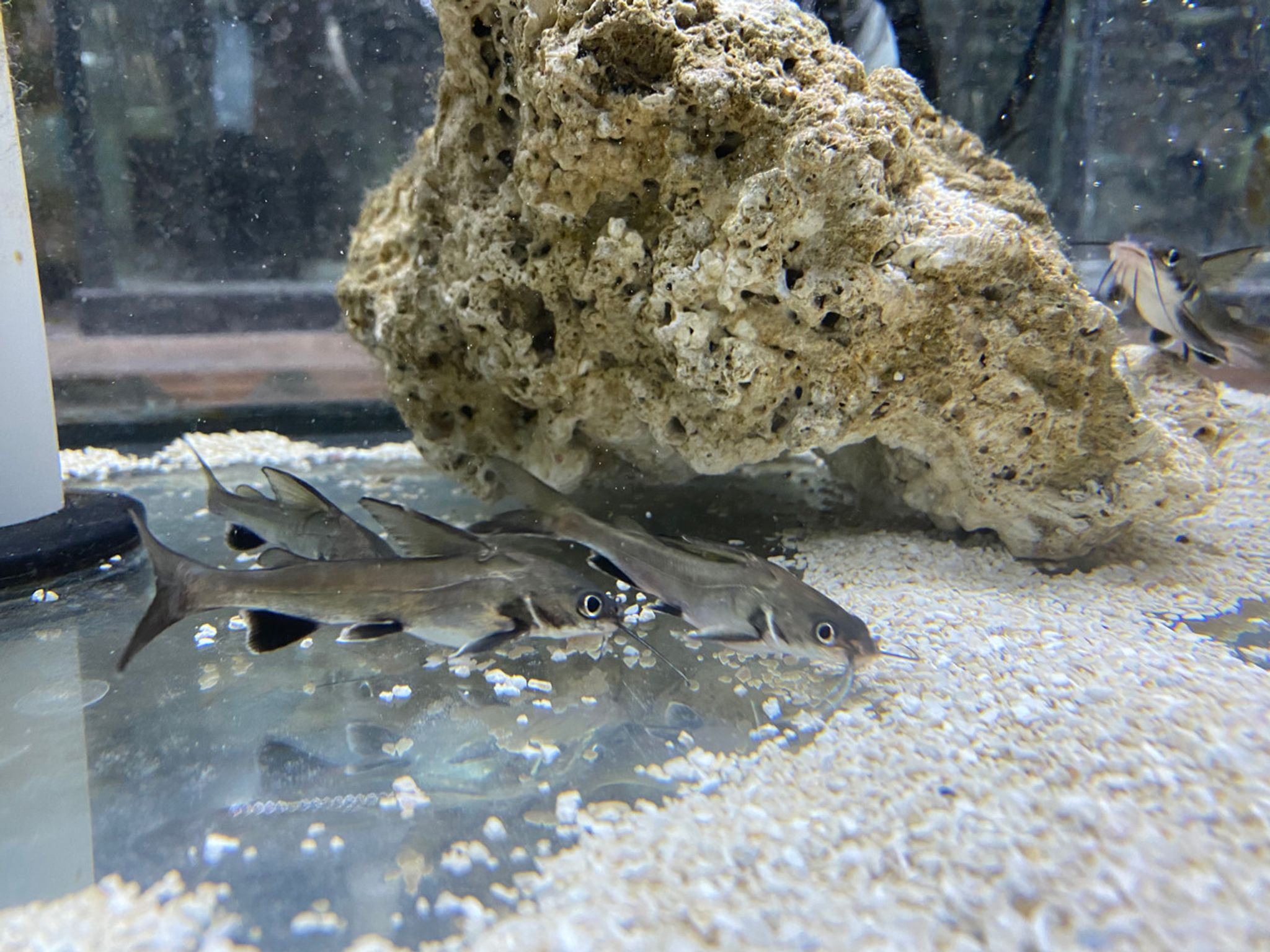 Silver Tipped Shark
