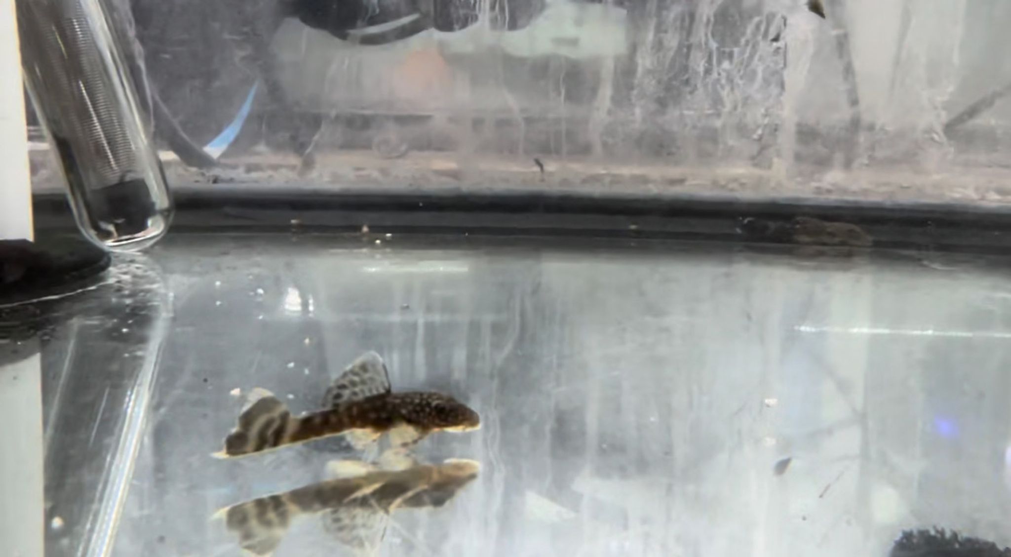 SMALL Chocolate Pleco / Albino Pleco