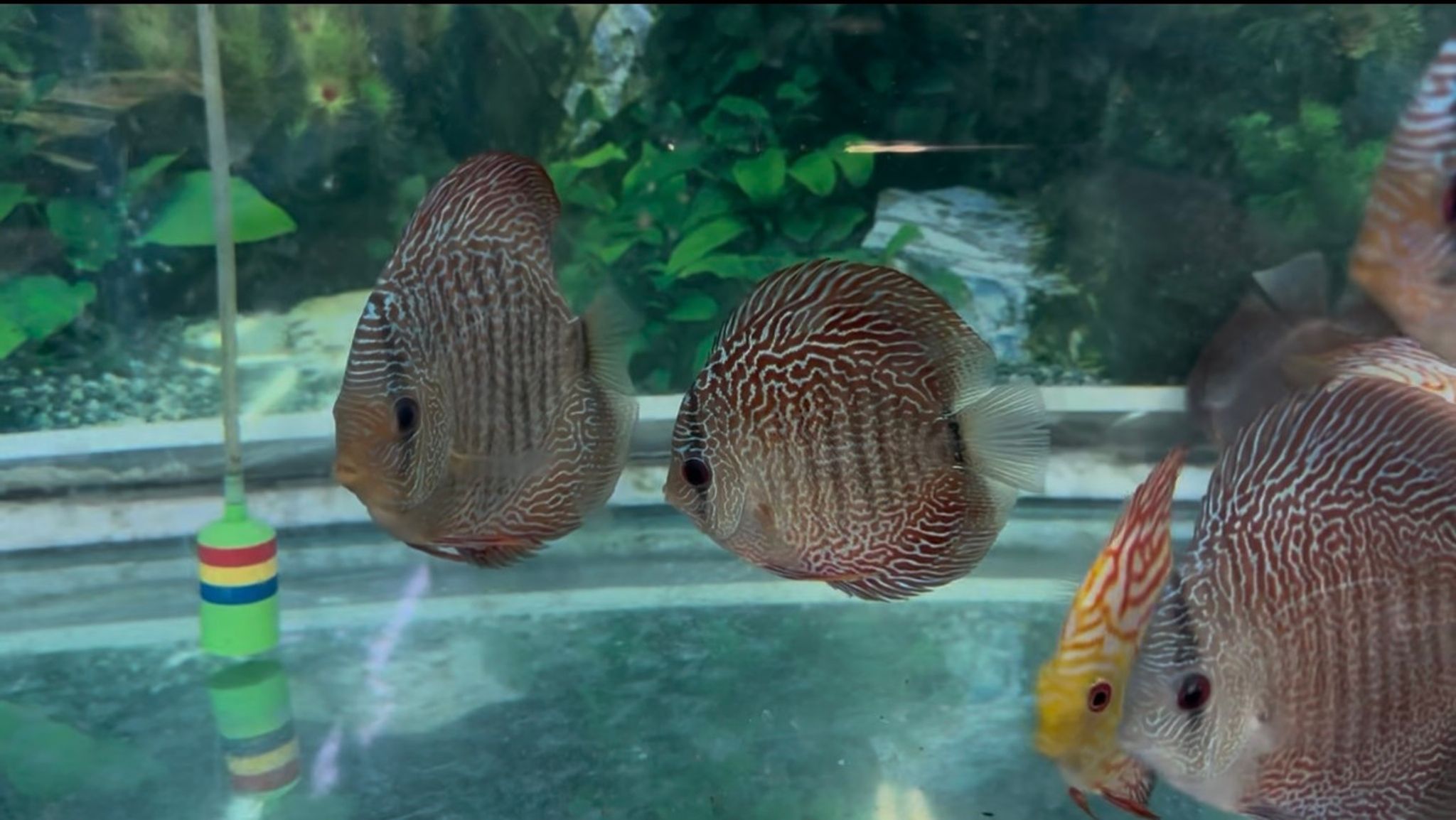 Snakeskin Discus, XL