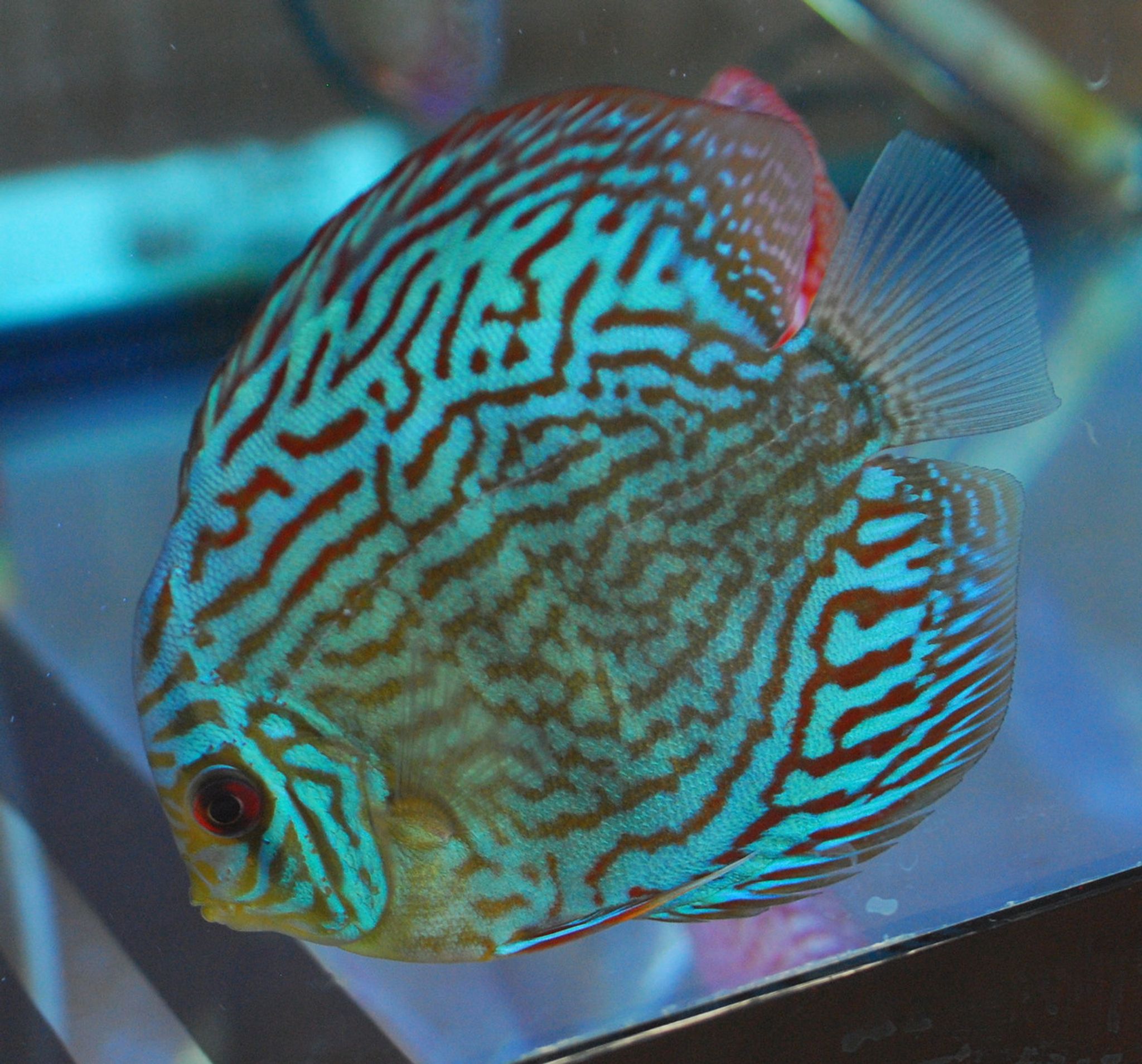 Snakeskin Discus, XL