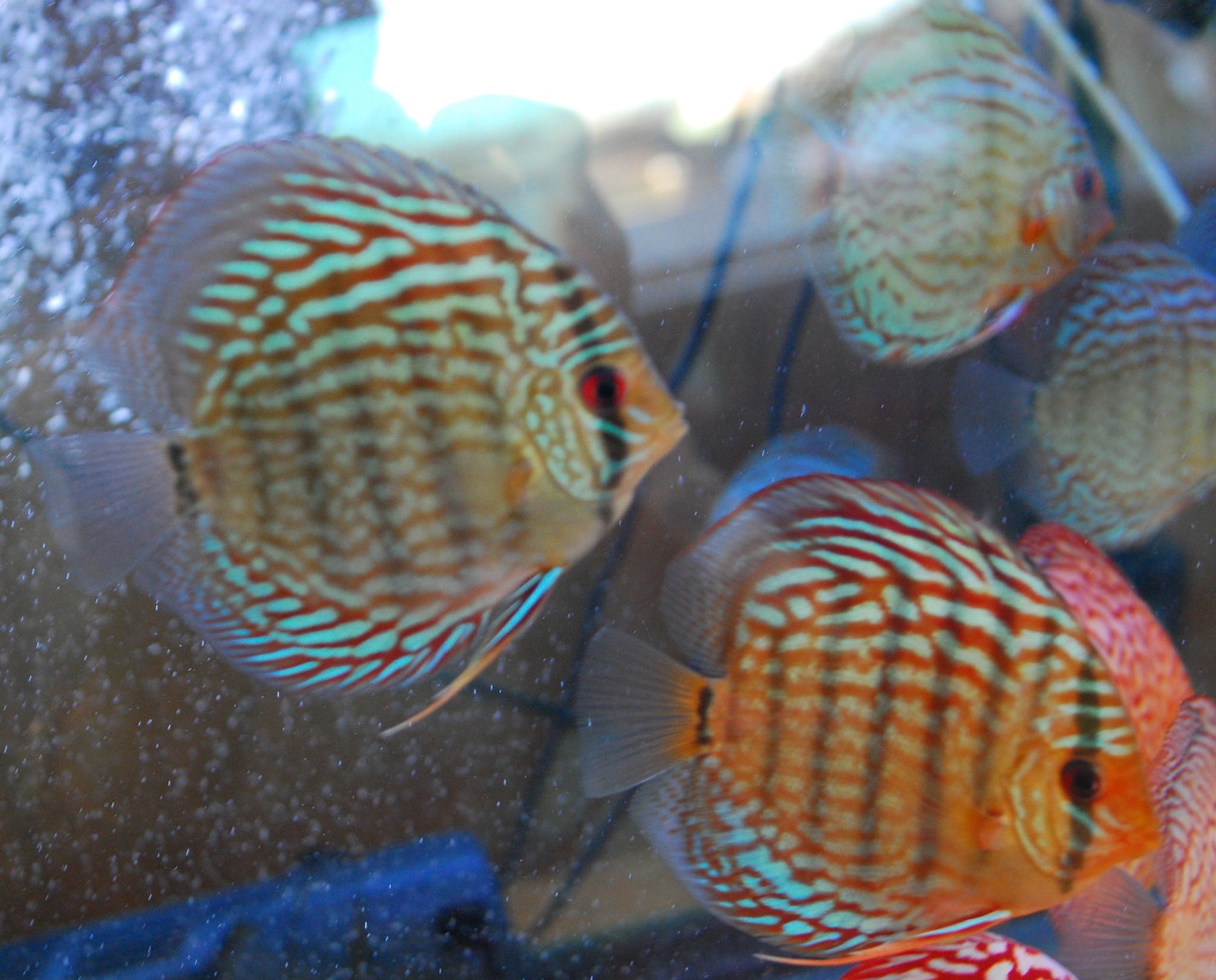Snakeskin Discus, XL