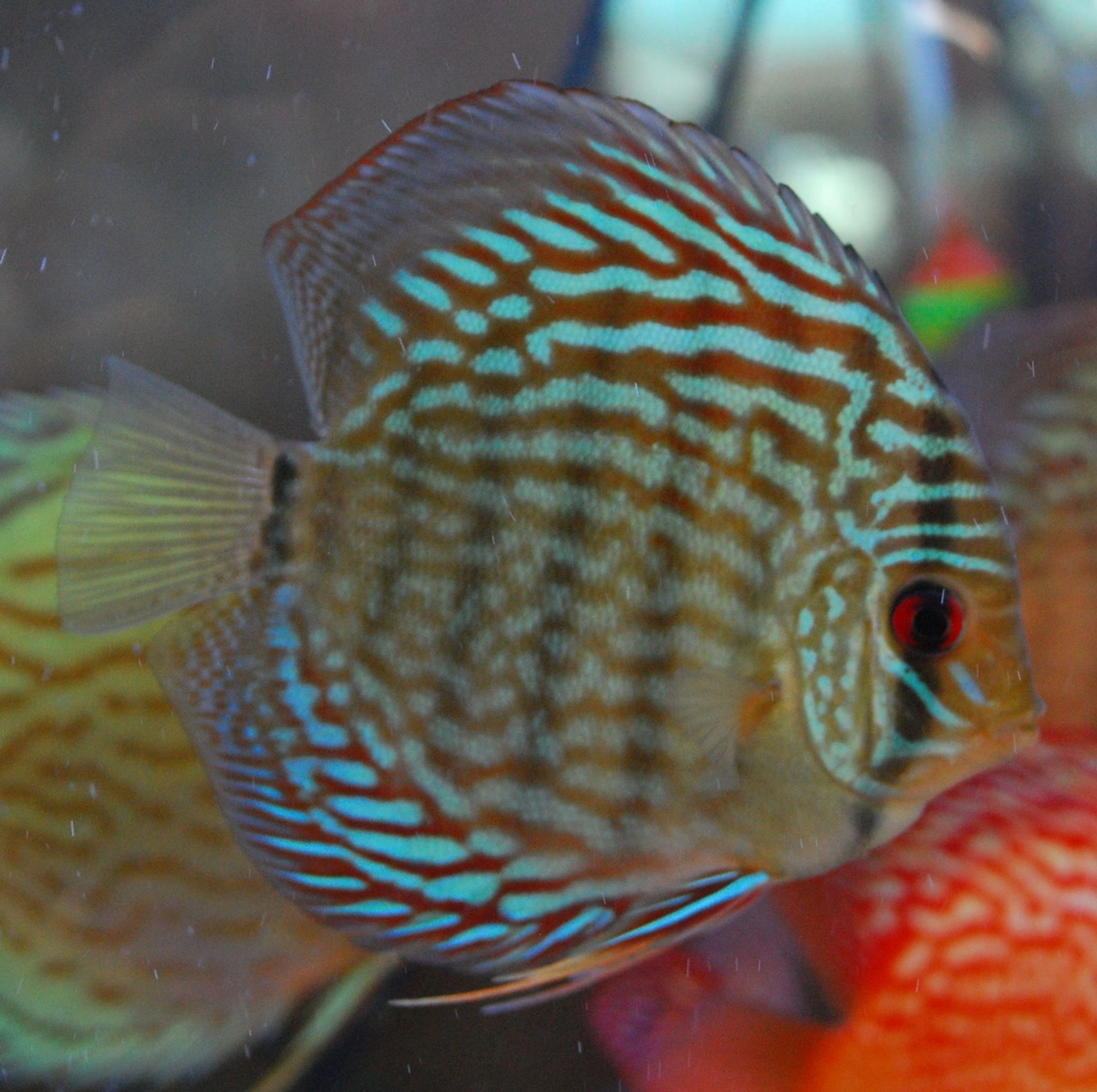 Snakeskin Discus, XL