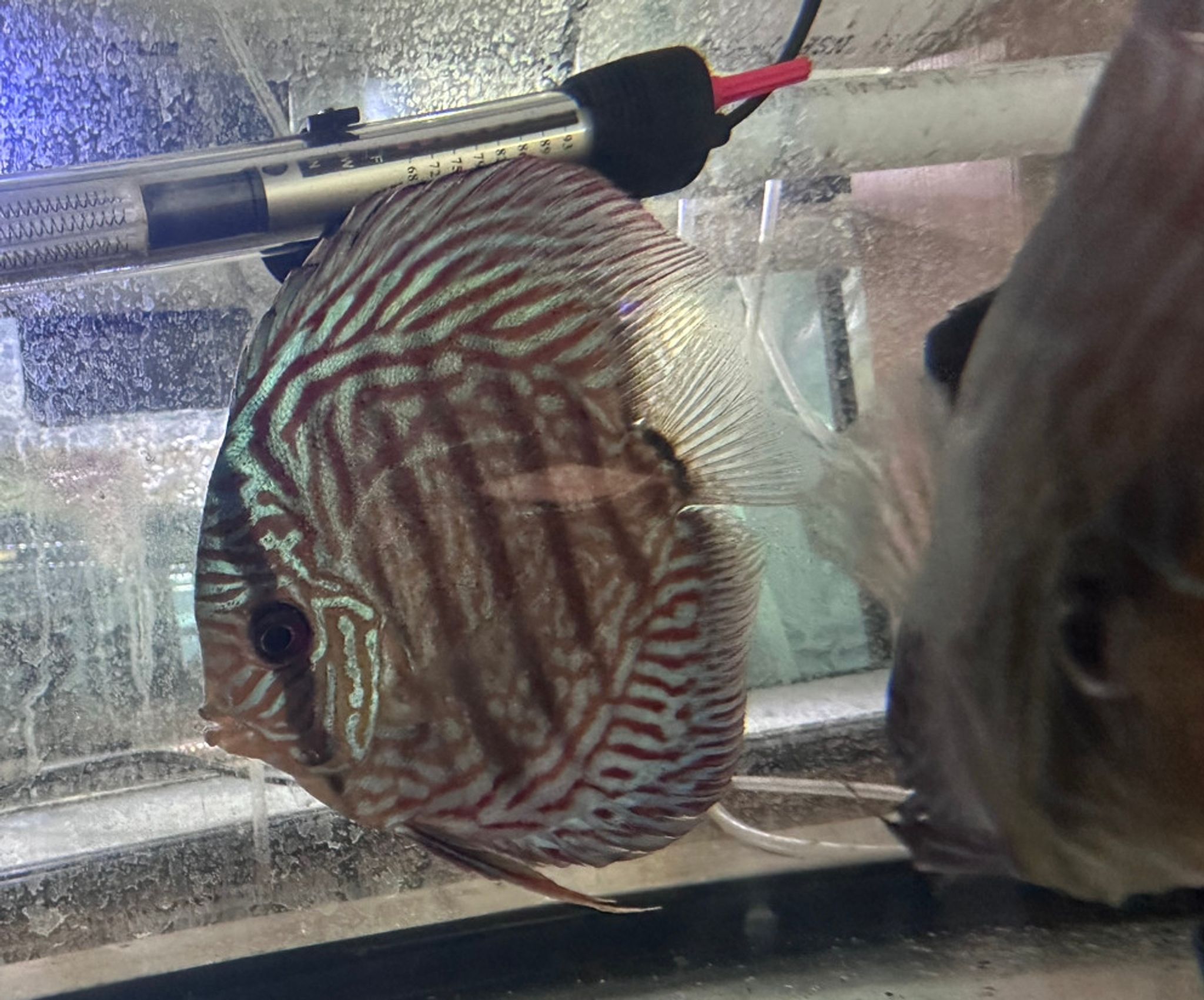 Snakeskin Discus, XL