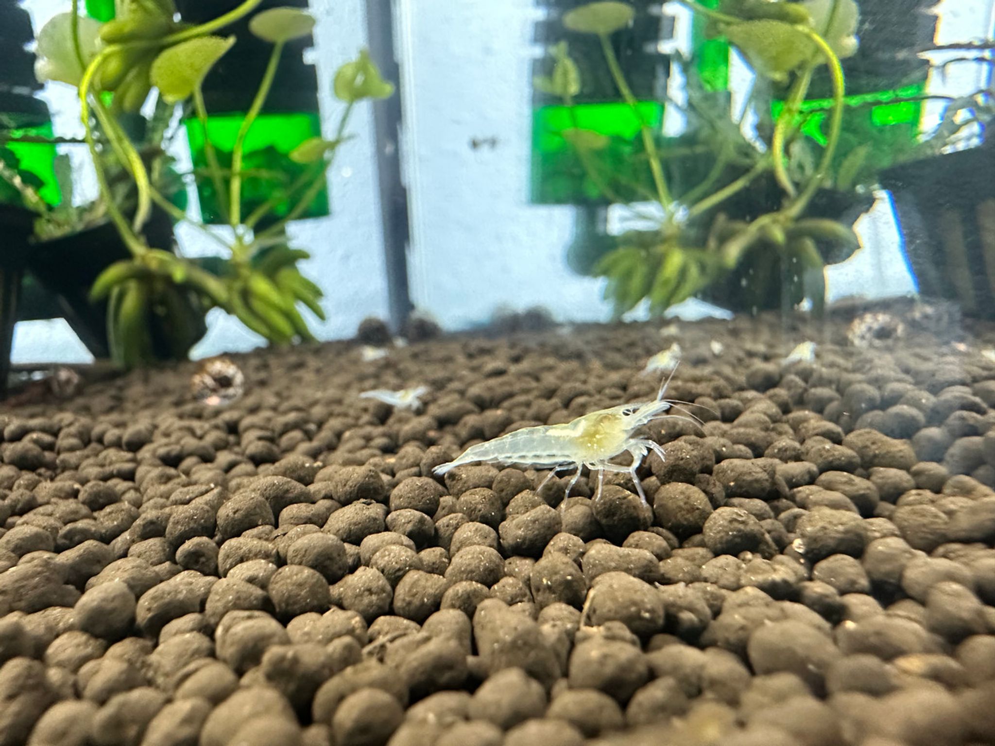 Snowball Shrimp