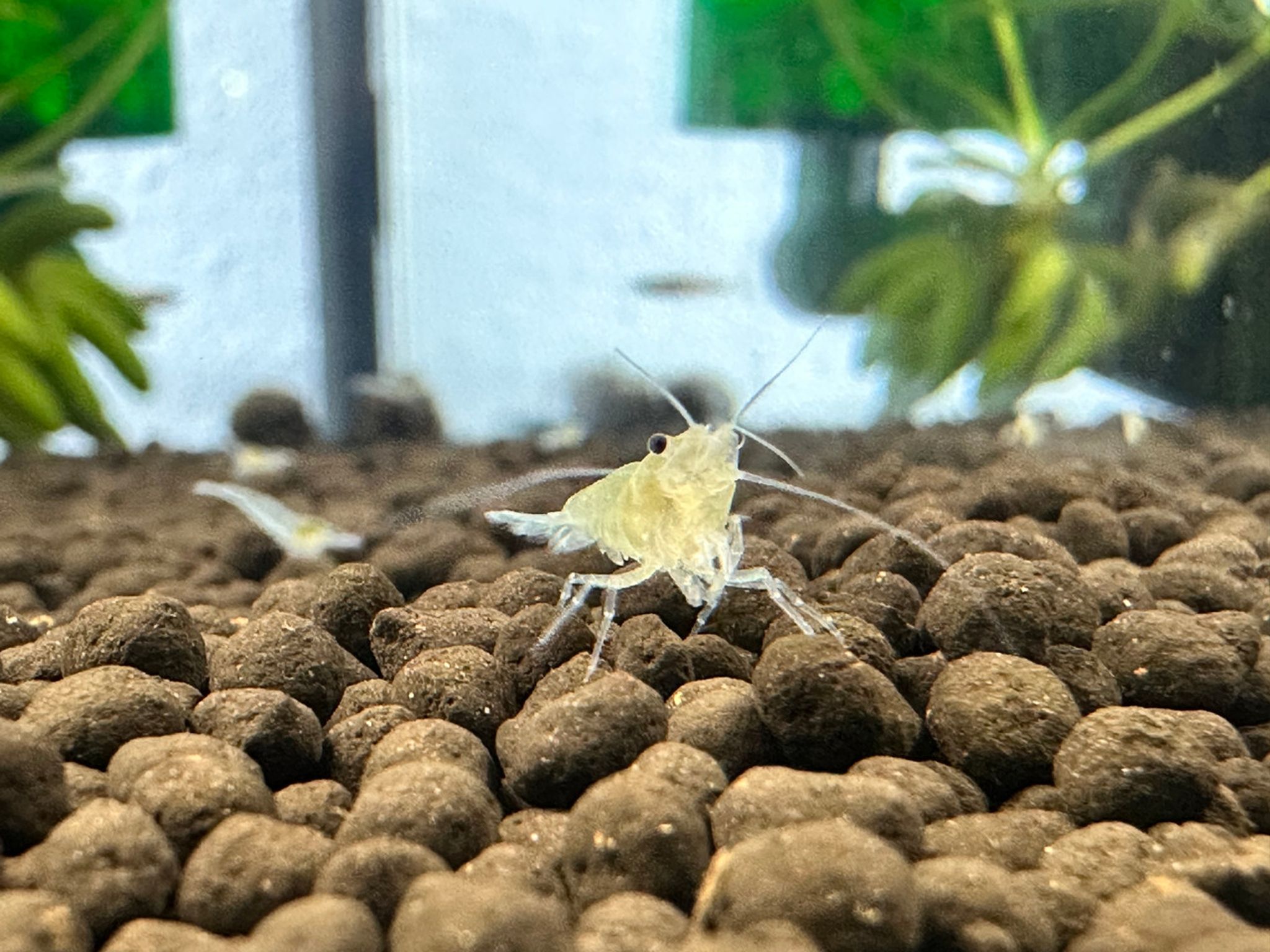 Snowball Shrimp