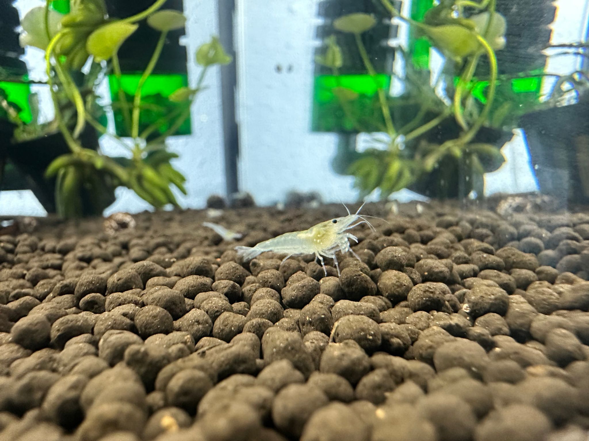 Snowball Shrimp