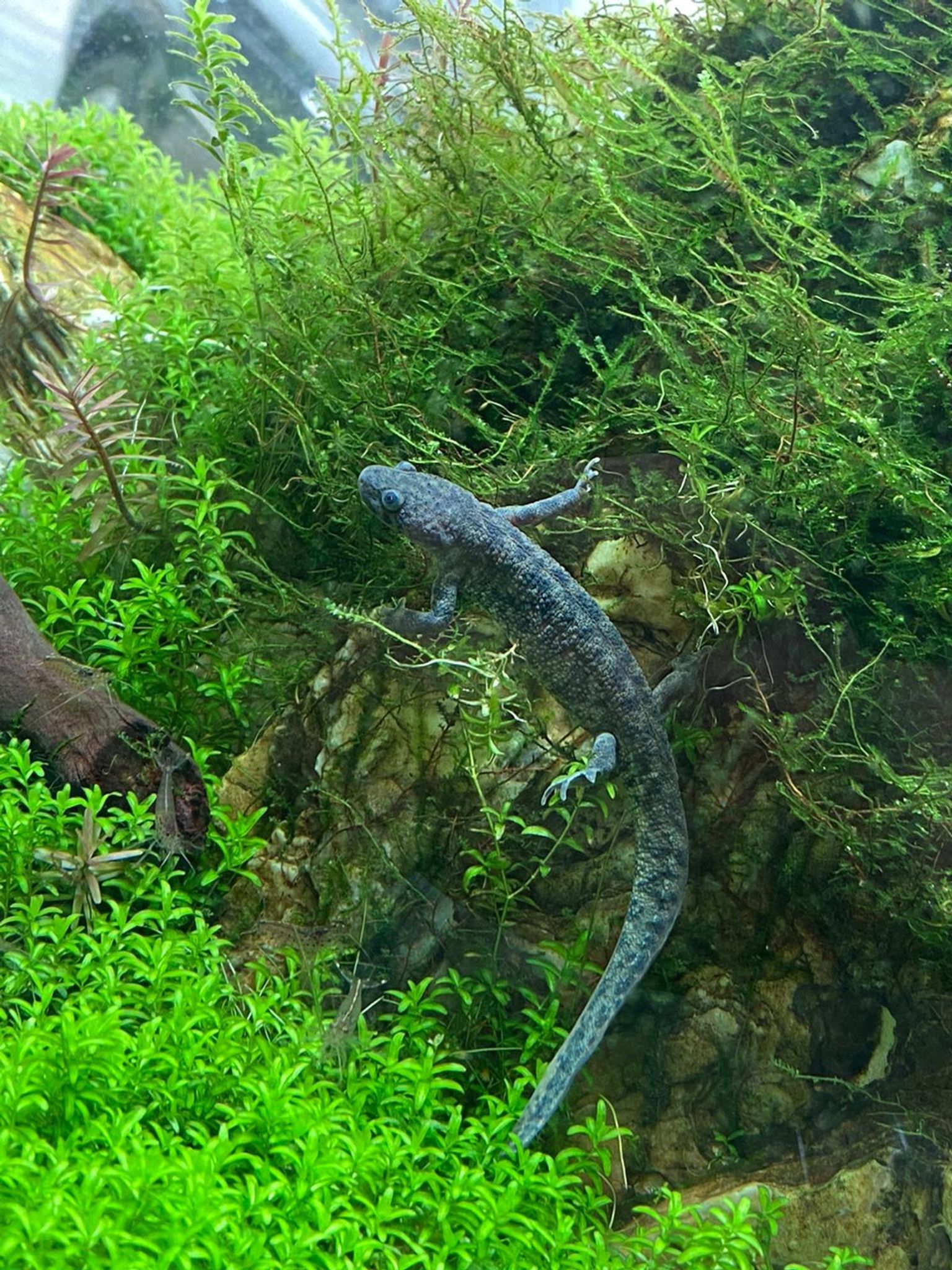 Aquarium Industry Statistics: Market Size, Growth & Consumer Trends