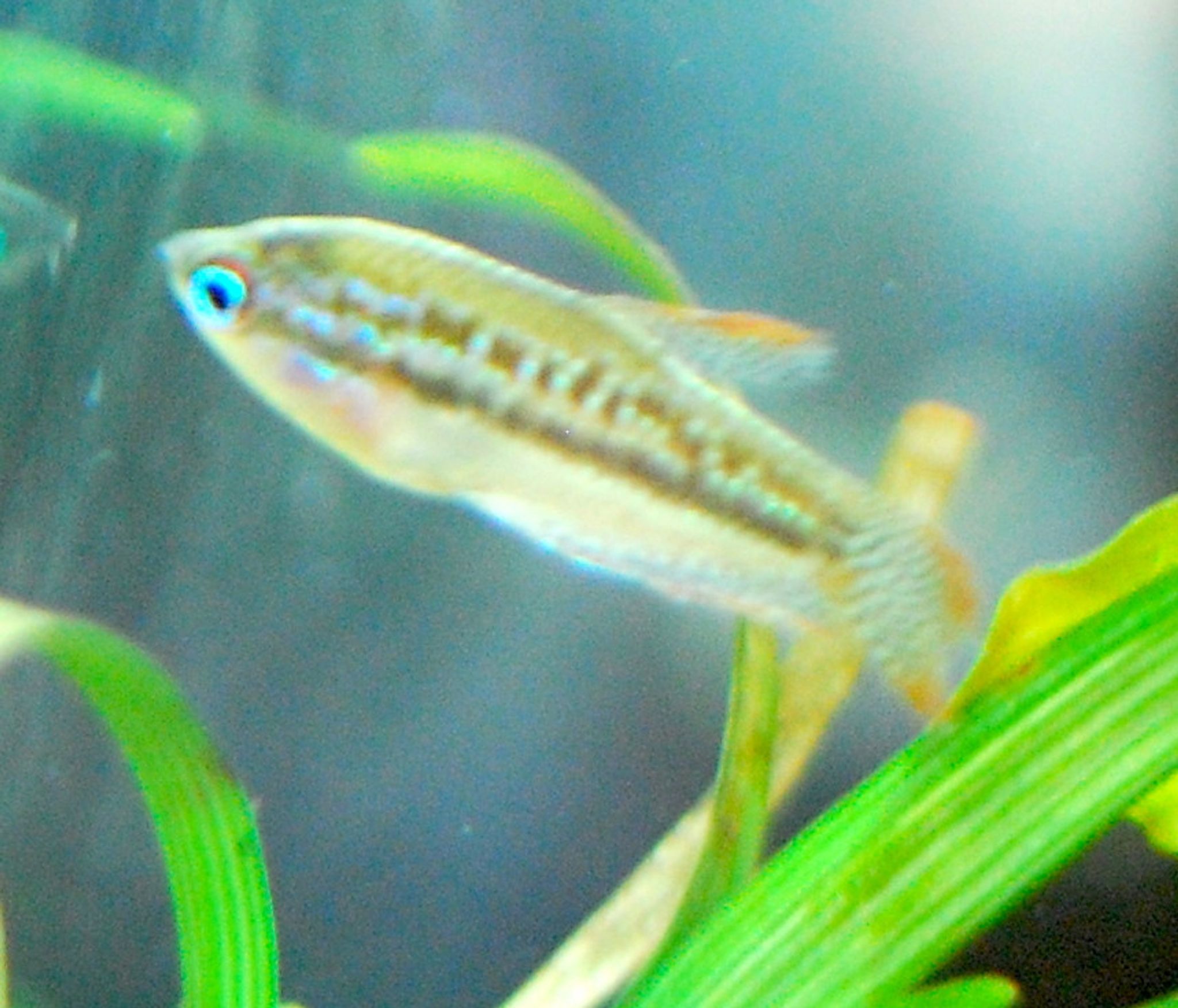 Sparkling Gourami (Pygmy Gourami)