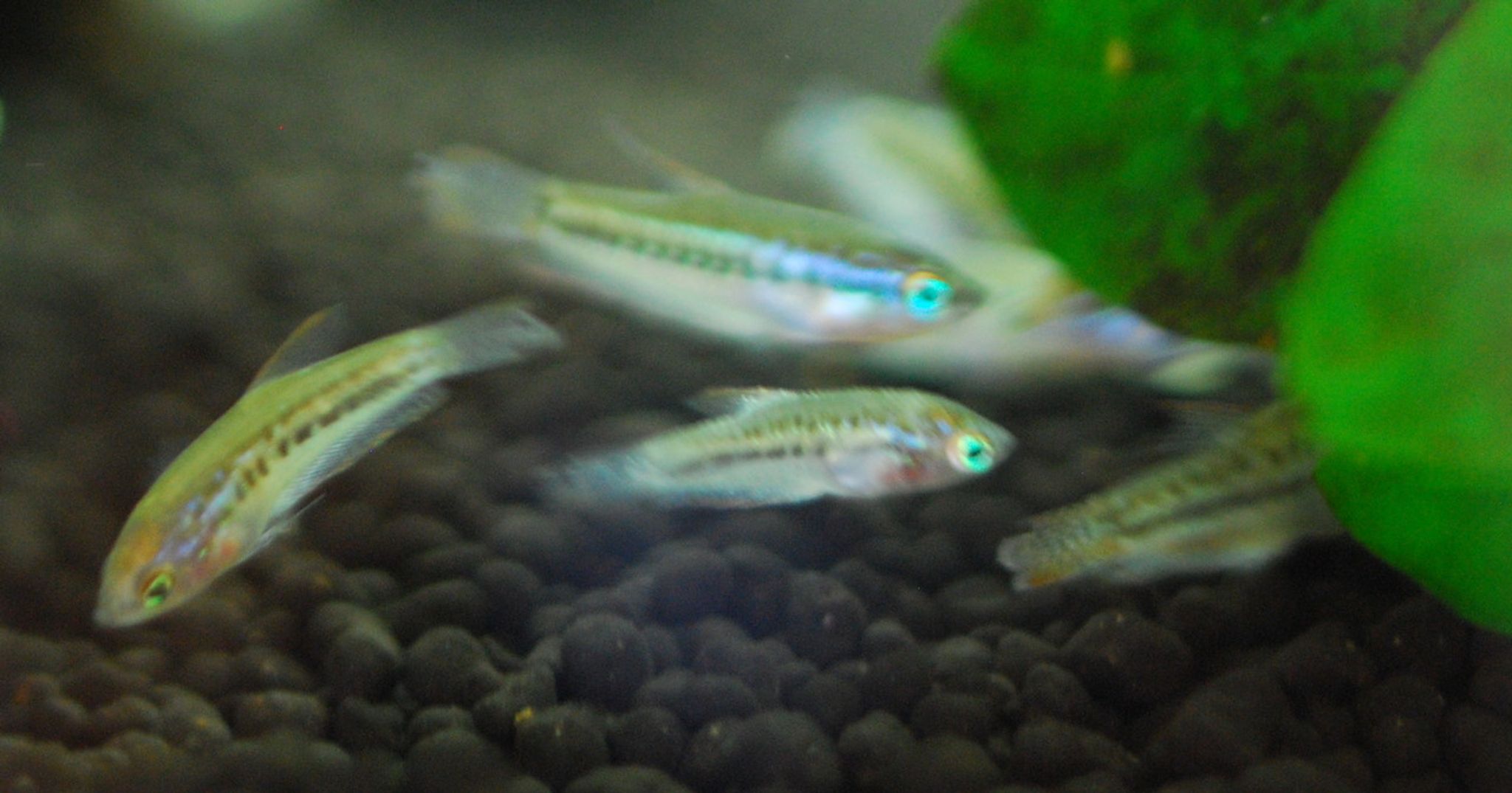 Sparkling Gourami (Pygmy Gourami)